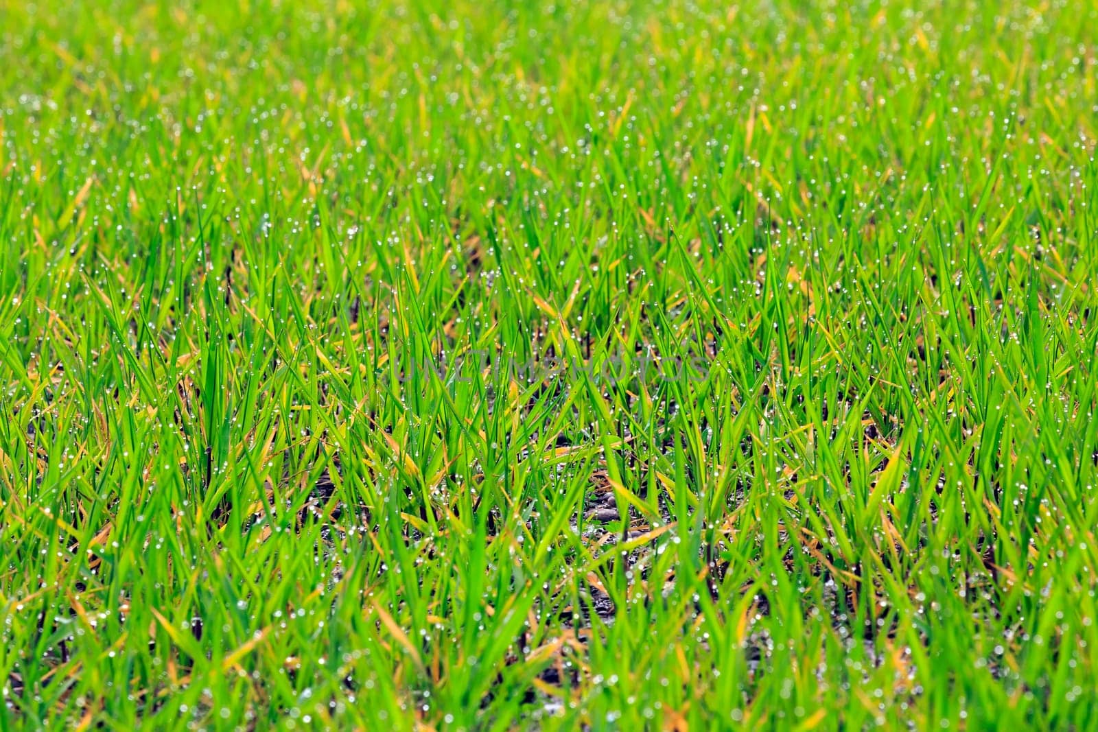 Fresh thick grass with water drops, Selective focus.