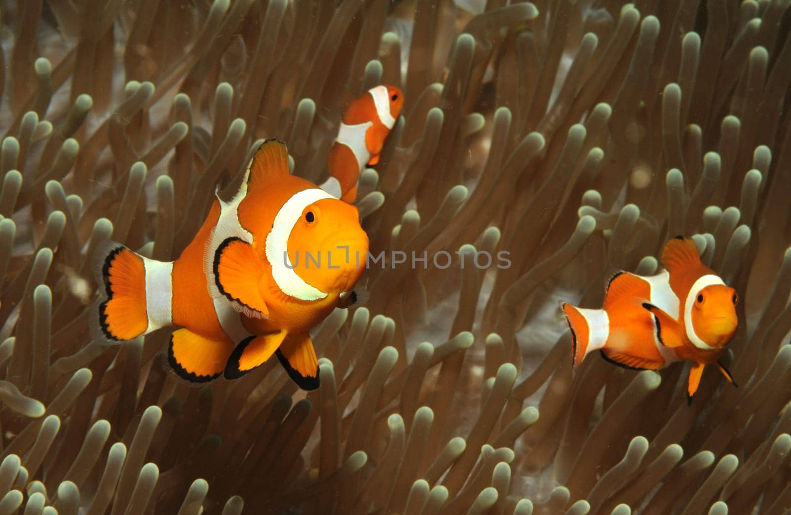Nemos