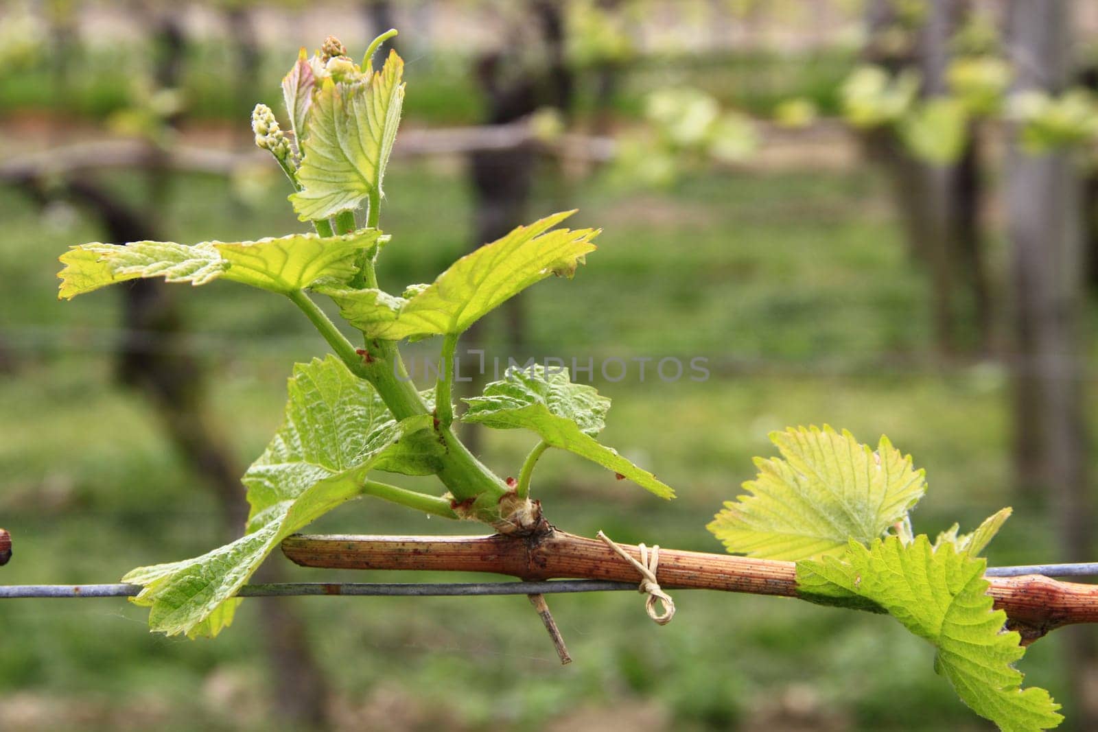 Sprouting of grapevines (Vitis vinifera) in spring,Kaiserstuhl,Baden-Württemberg,Germany