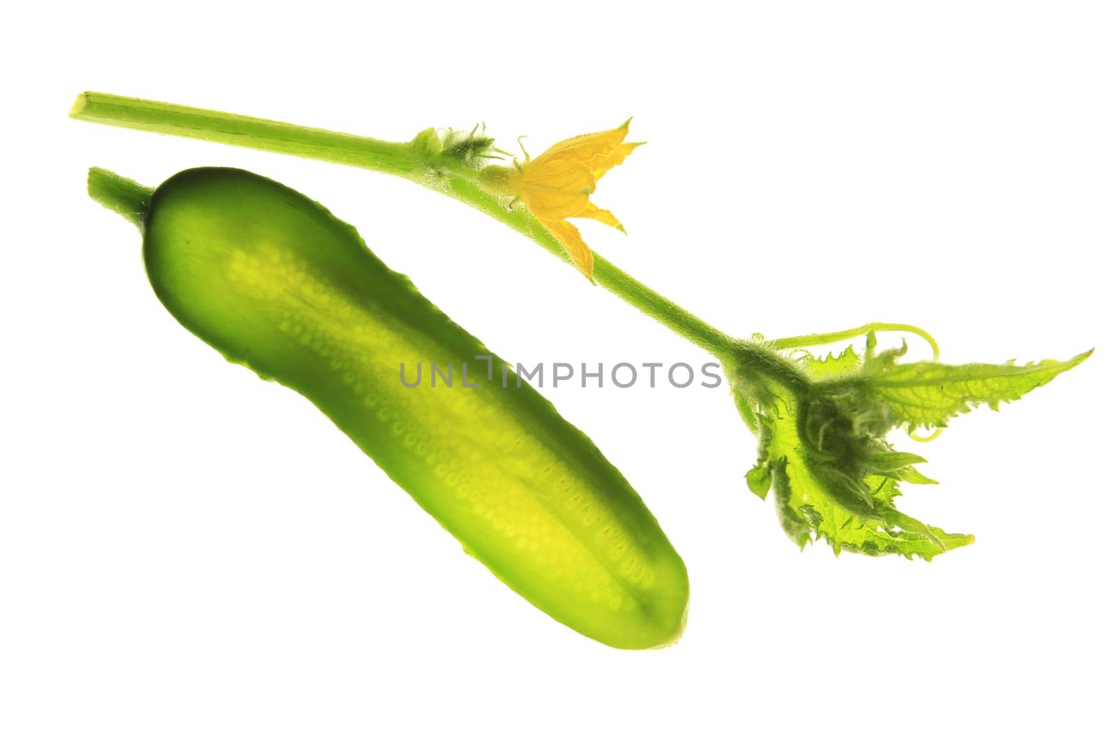 Cucumber (Cucumis sativus),isolated against a white background with a flowering tendril
