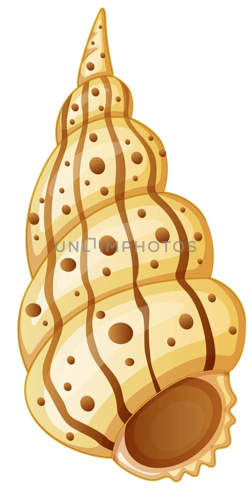 illustration of sea shell on white