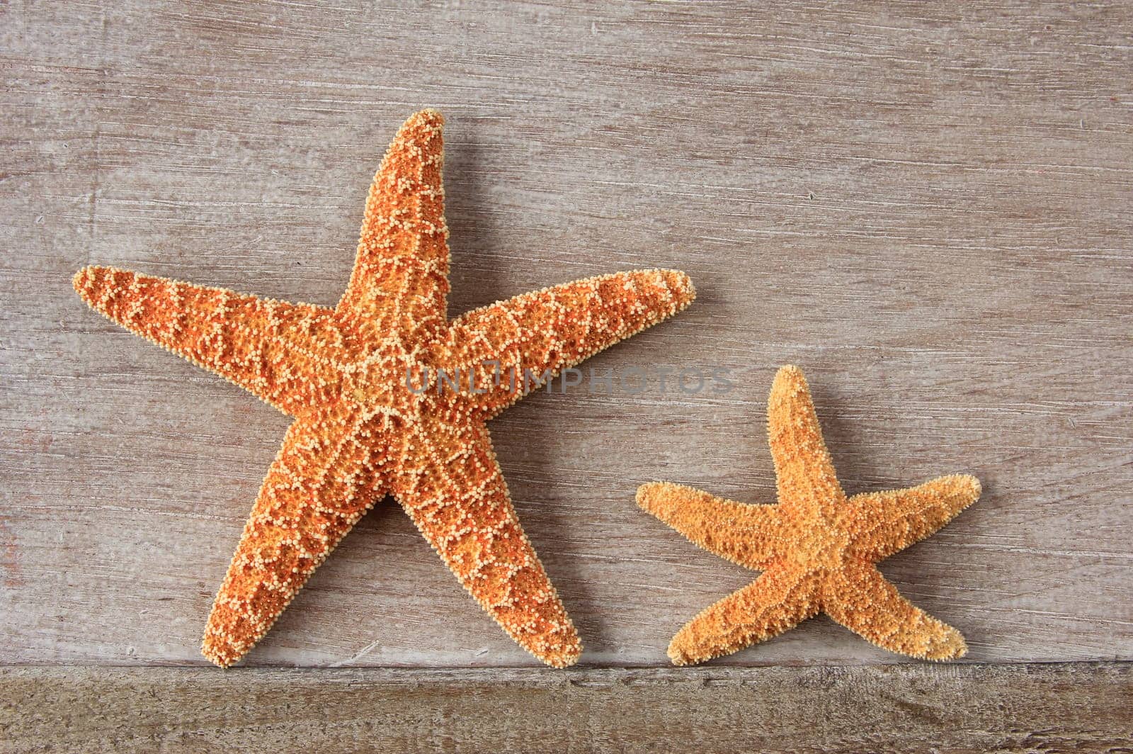 Two starfish (Asterias rubens) from the North Sea,dried,decorative on an old wooden board