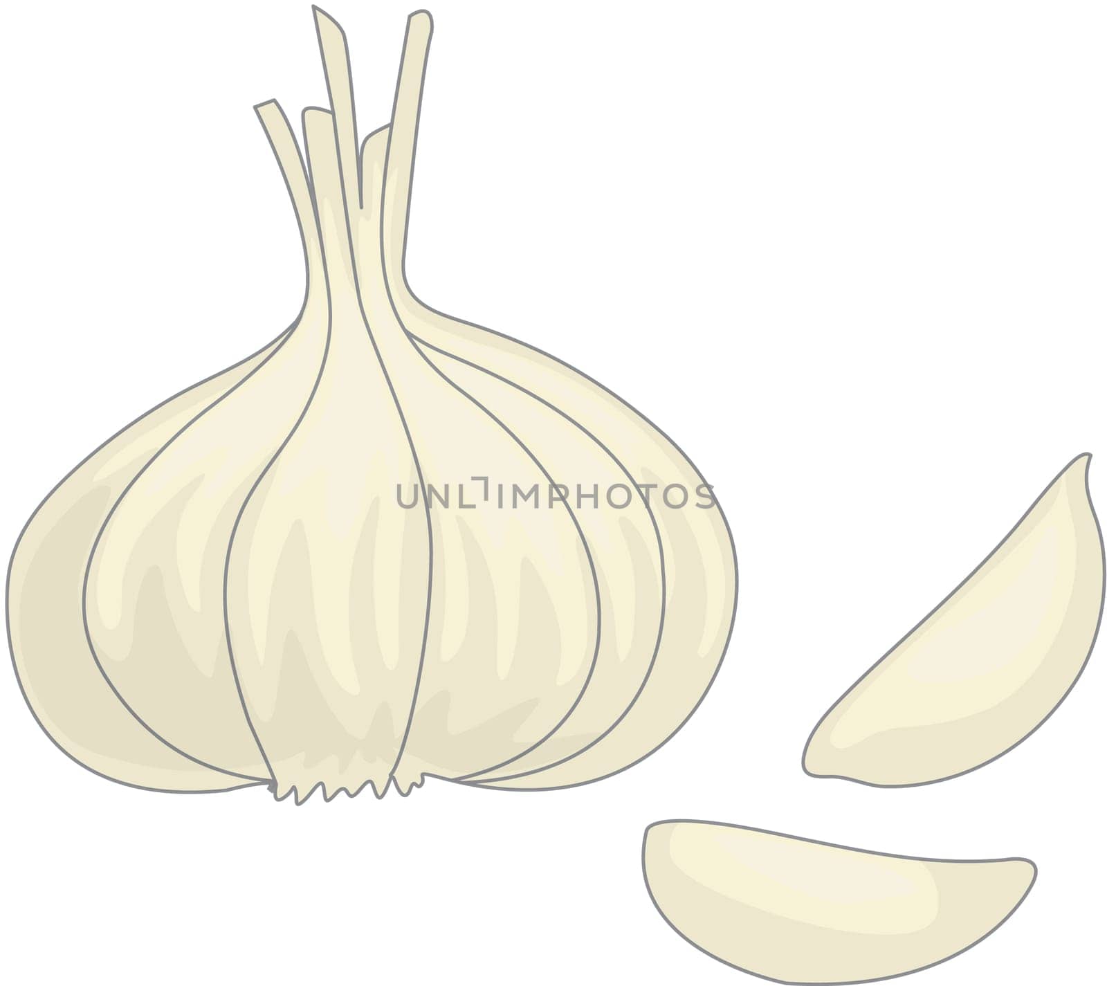 illustration of garlic one white