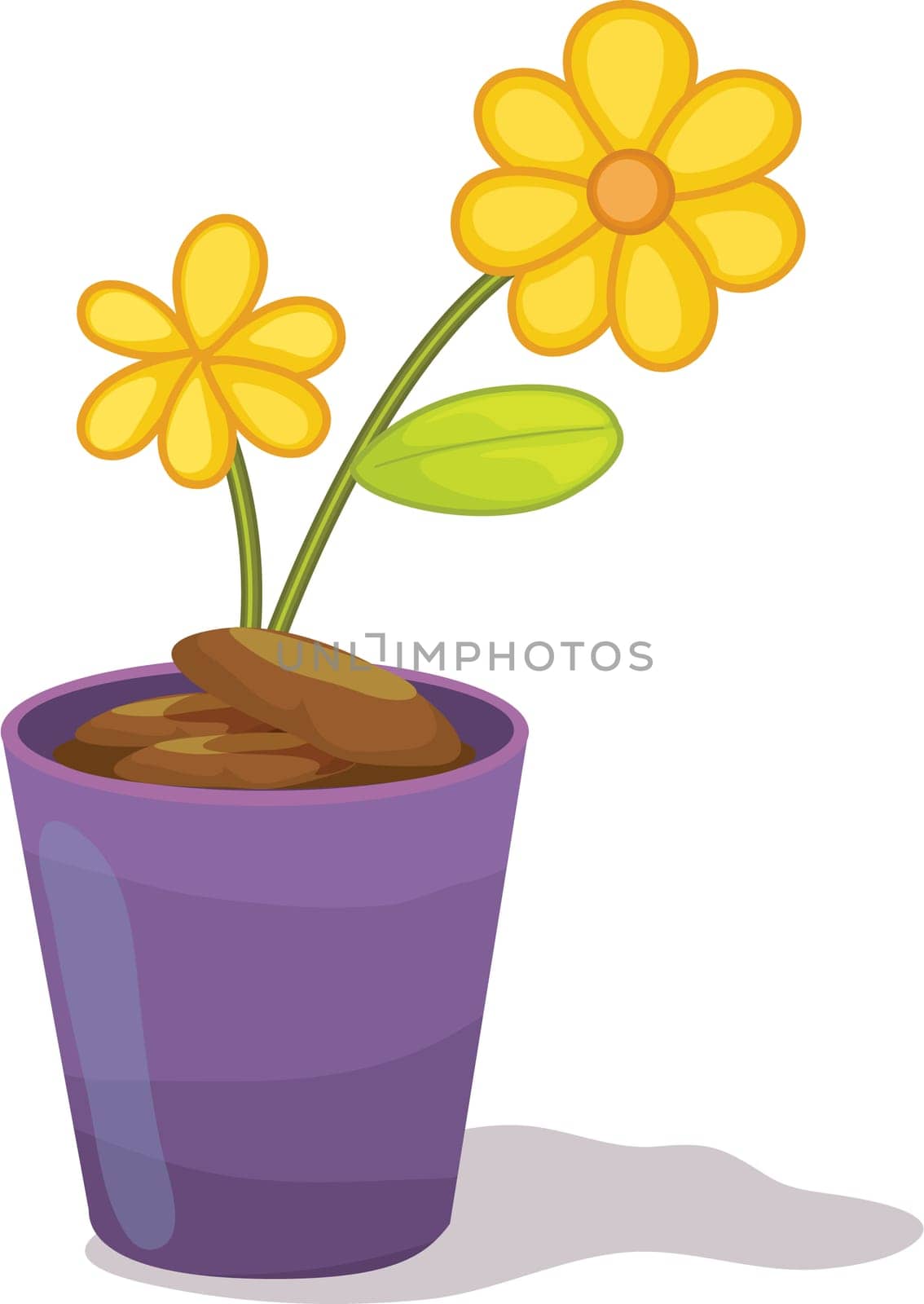 Yellow flowers in purple flower pot