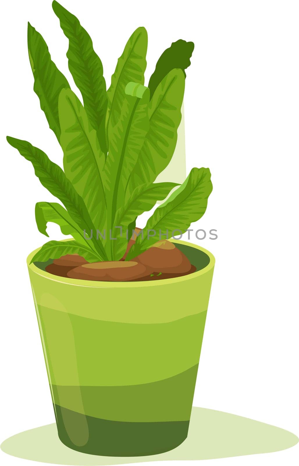 Leafy plant inside a pot