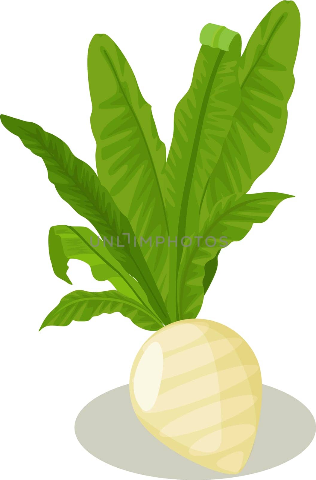 A questionable white vegetable raddish