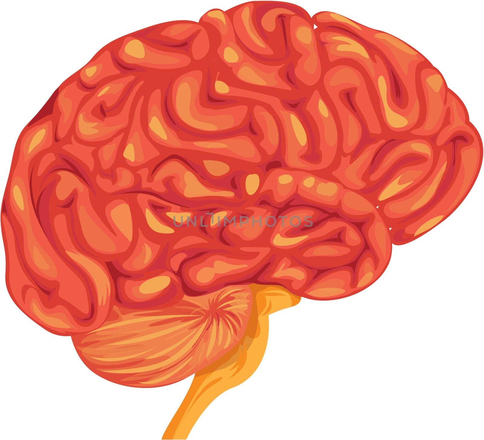 illustration of brain on white