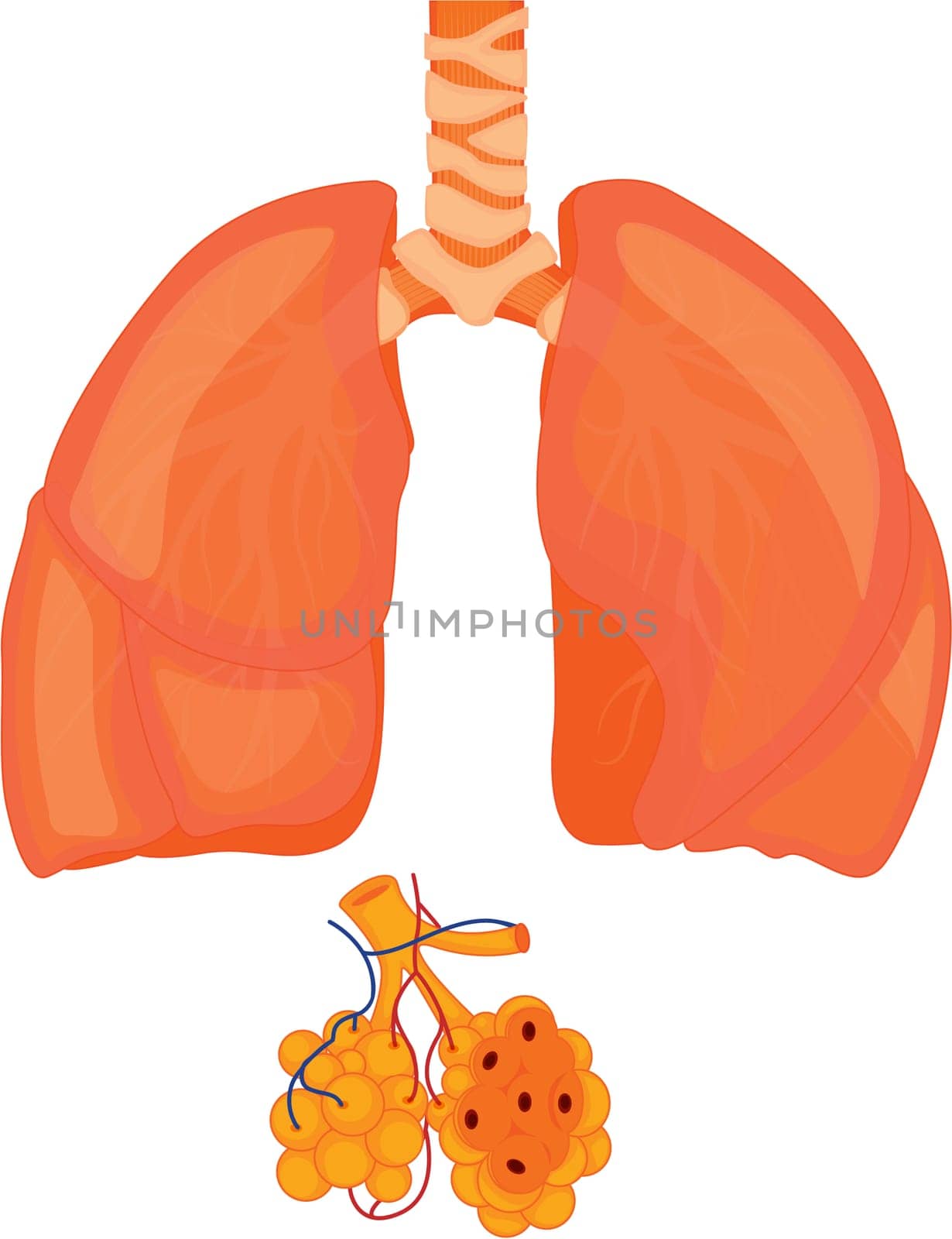 illustration of lungs on white