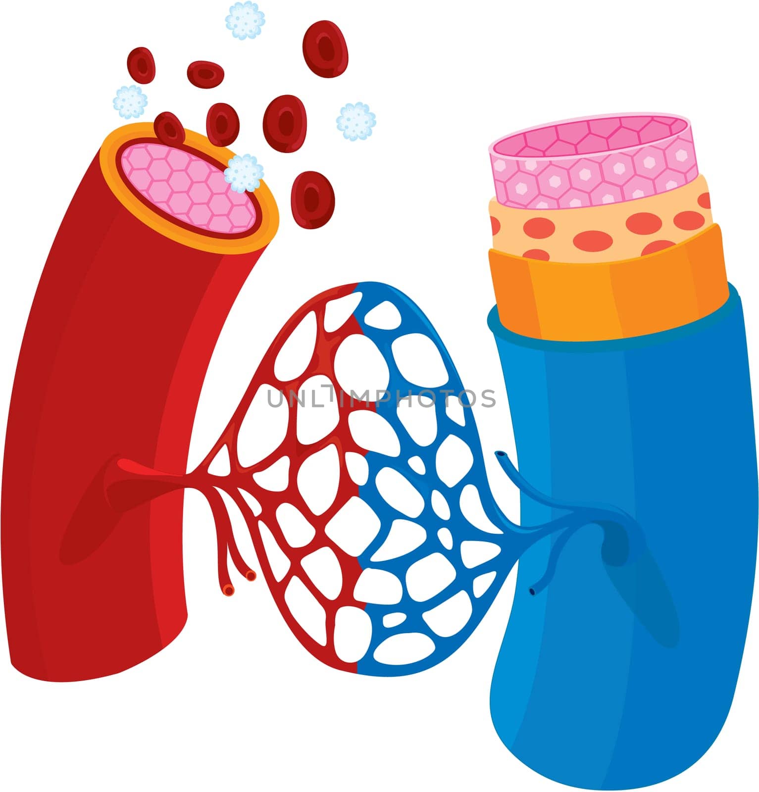 illustration of blood vessels on white