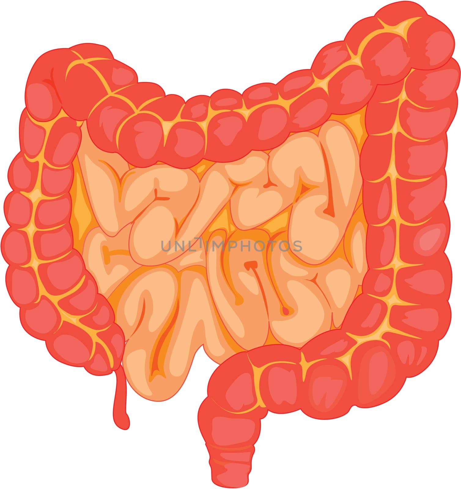 illustration of intestine on white