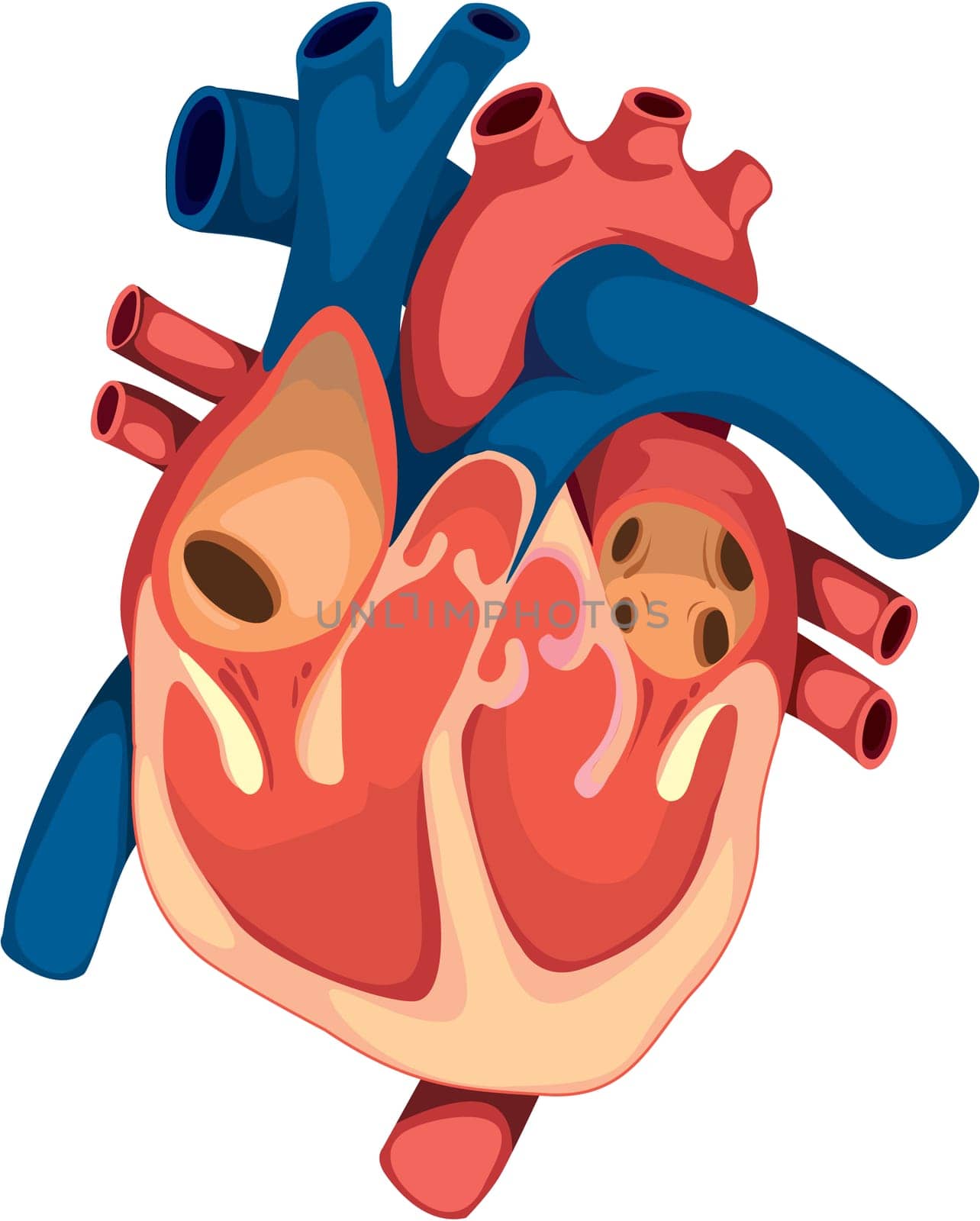 illustration of heart on white