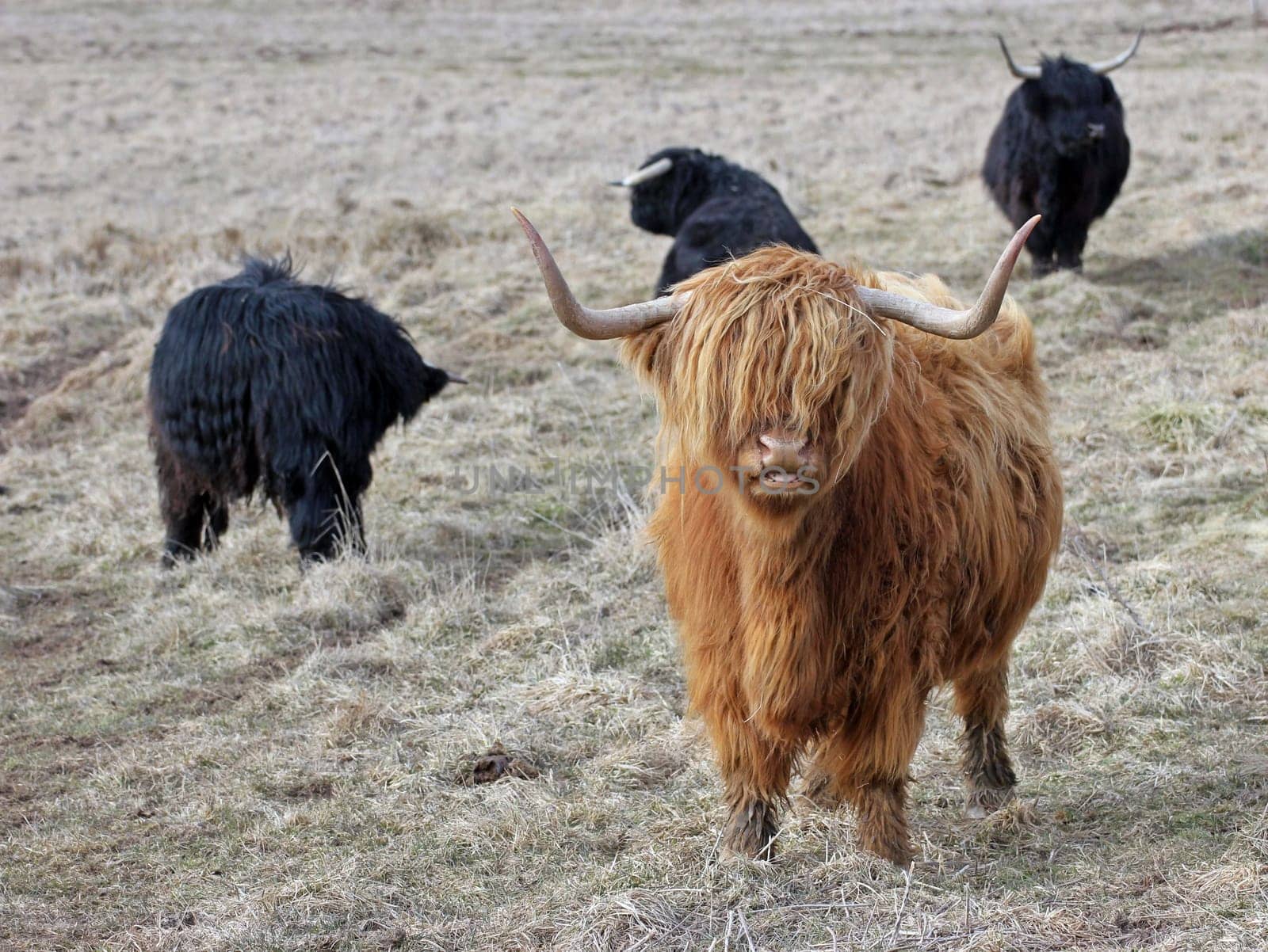 Scottish Highland cattle
