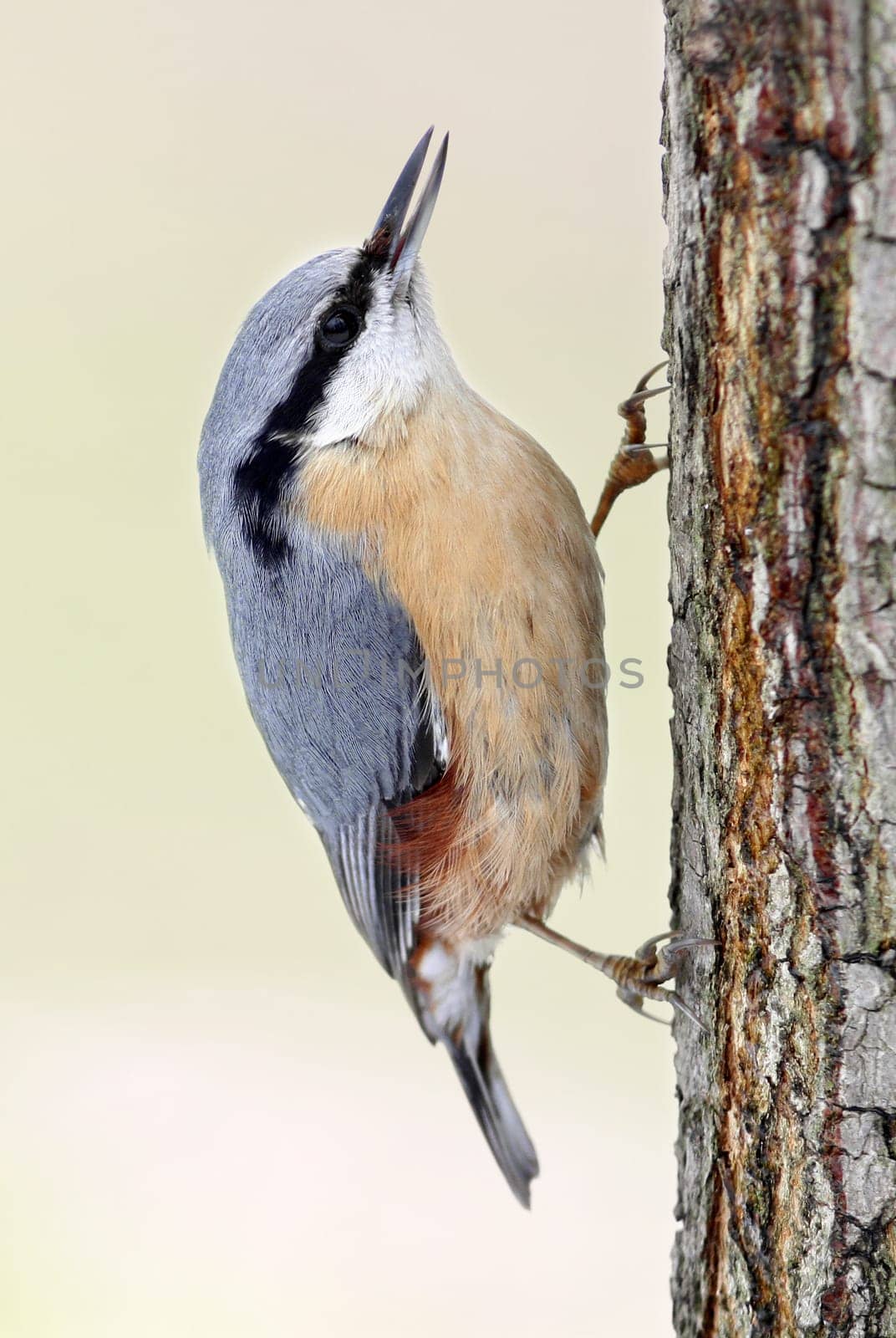 The nuthatch (Sittidae)