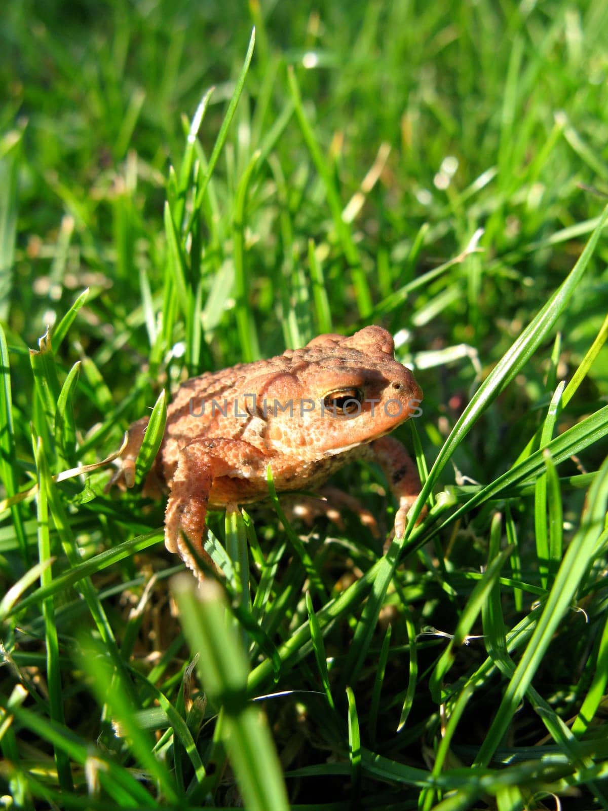 Young brown common toad sitting in the green grass.