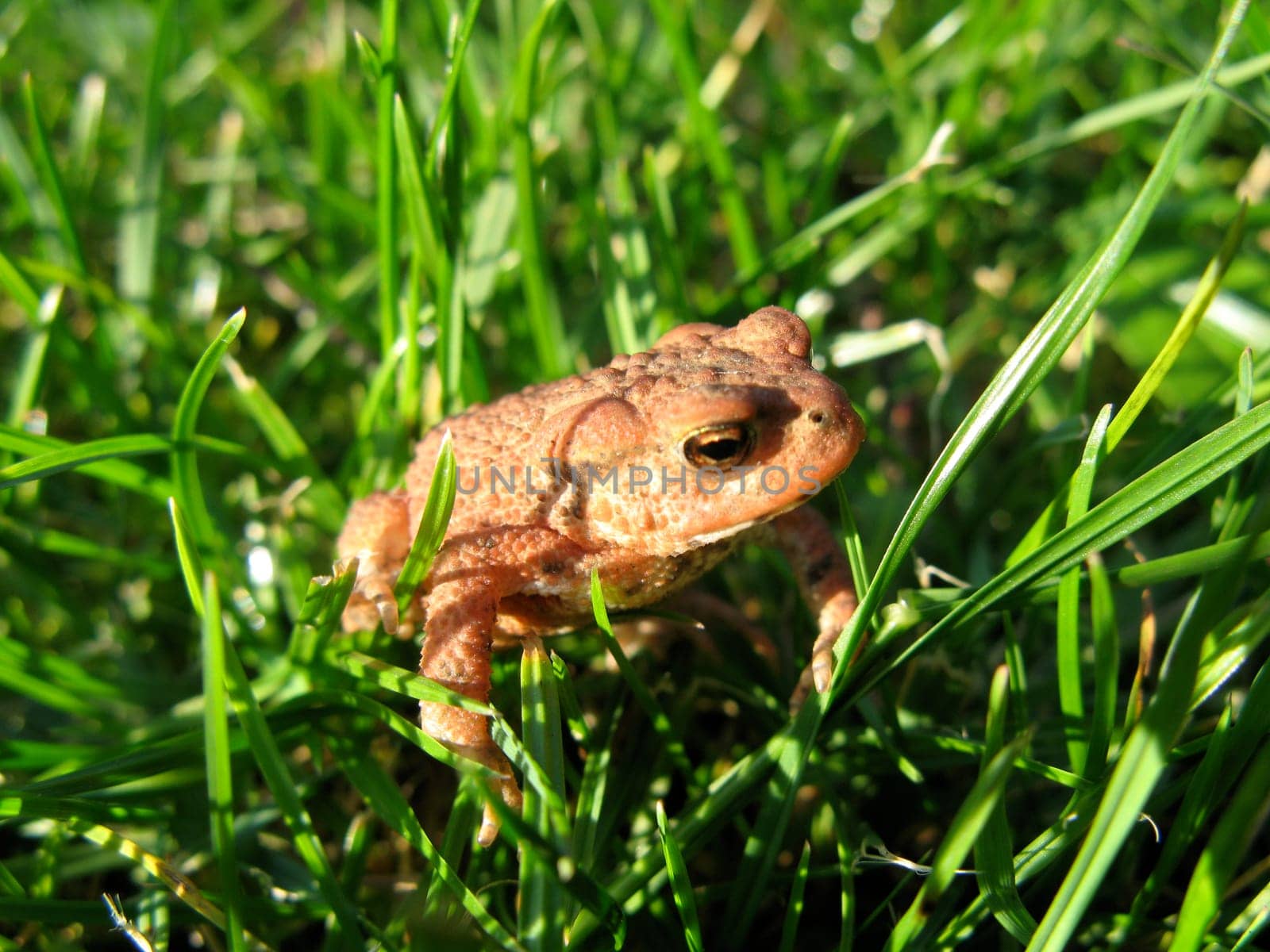Young brown common toad sitting in the green grass.