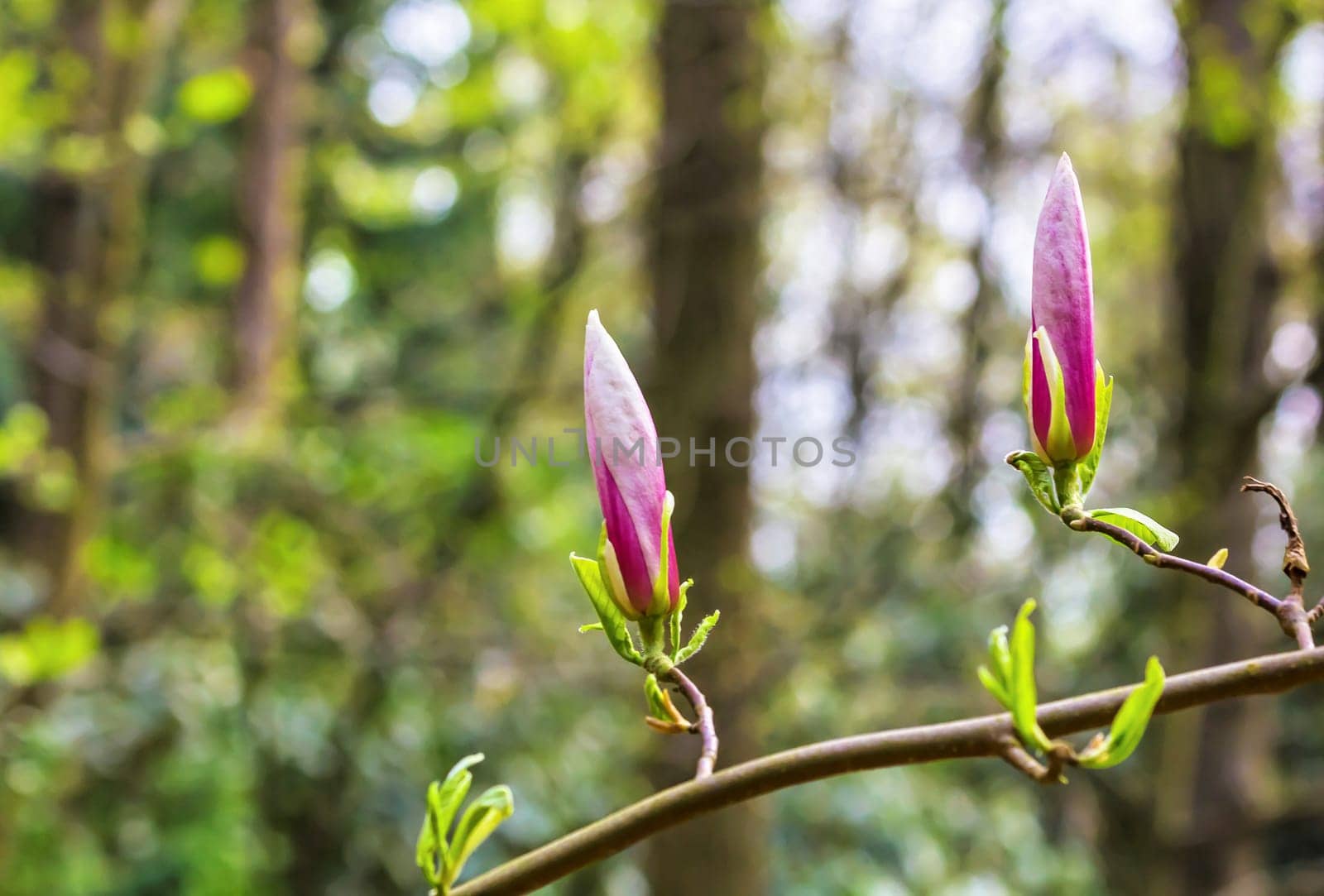 Magnolia branch in the forest