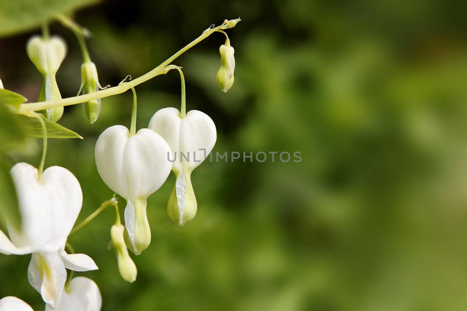 Flowers bokeh