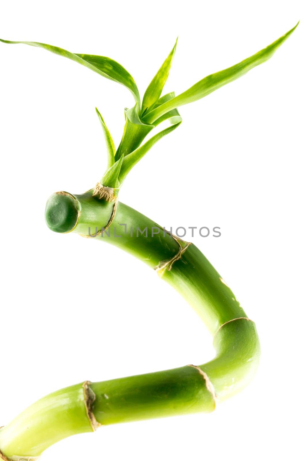 A Bamboo branch on a white background