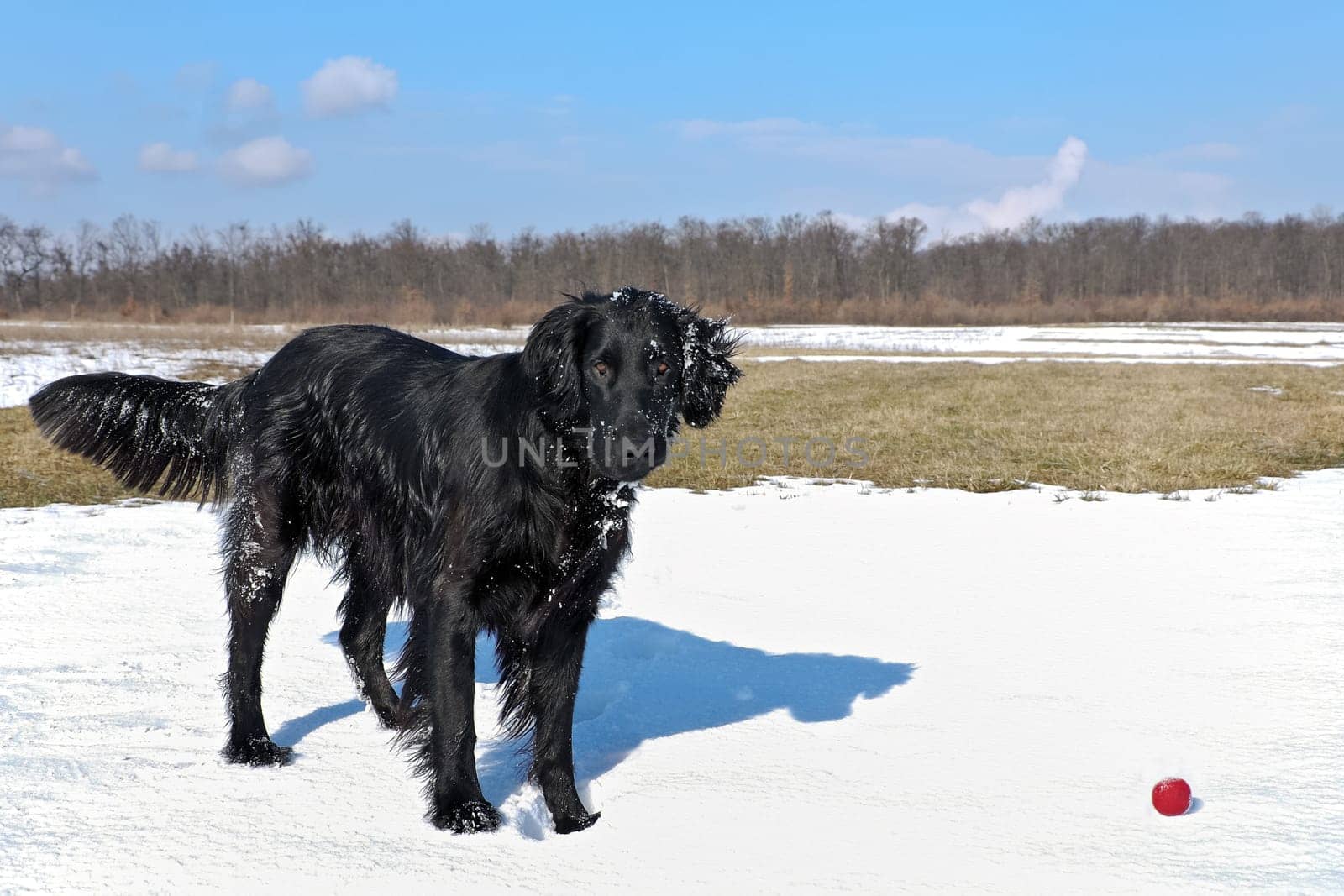 Retriever with red ball