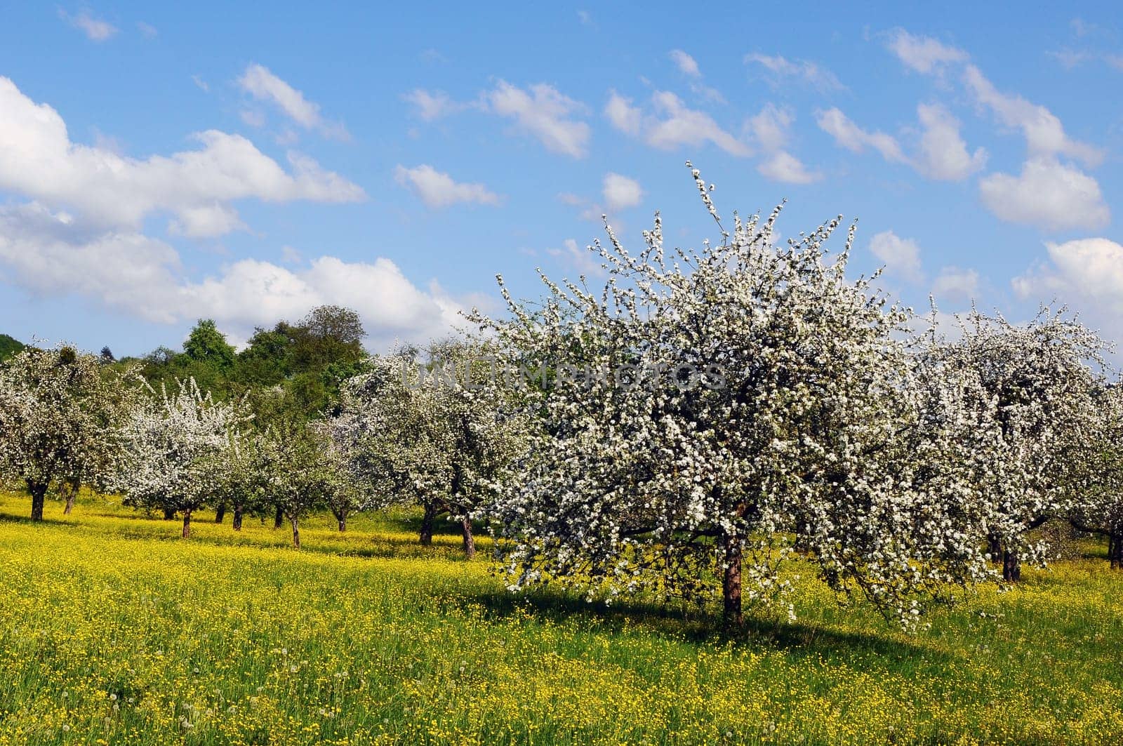 Fruit tree blossom in the Rems Valley