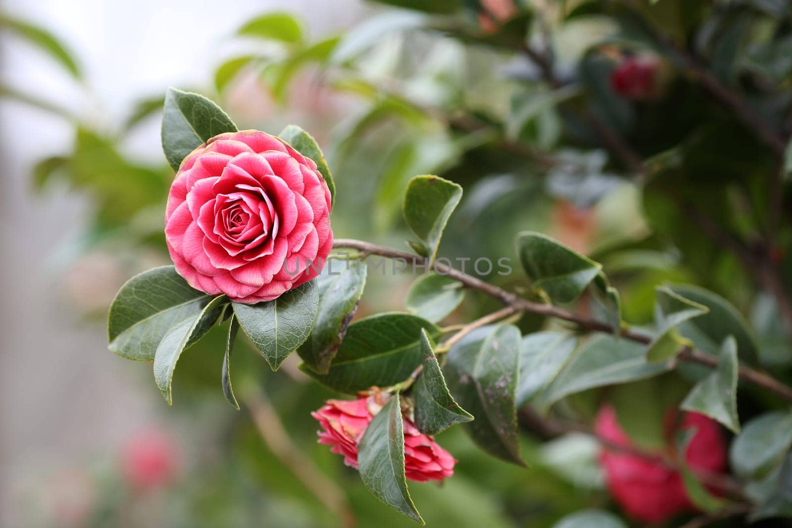 Details of a blossoming camellia branch in spring.