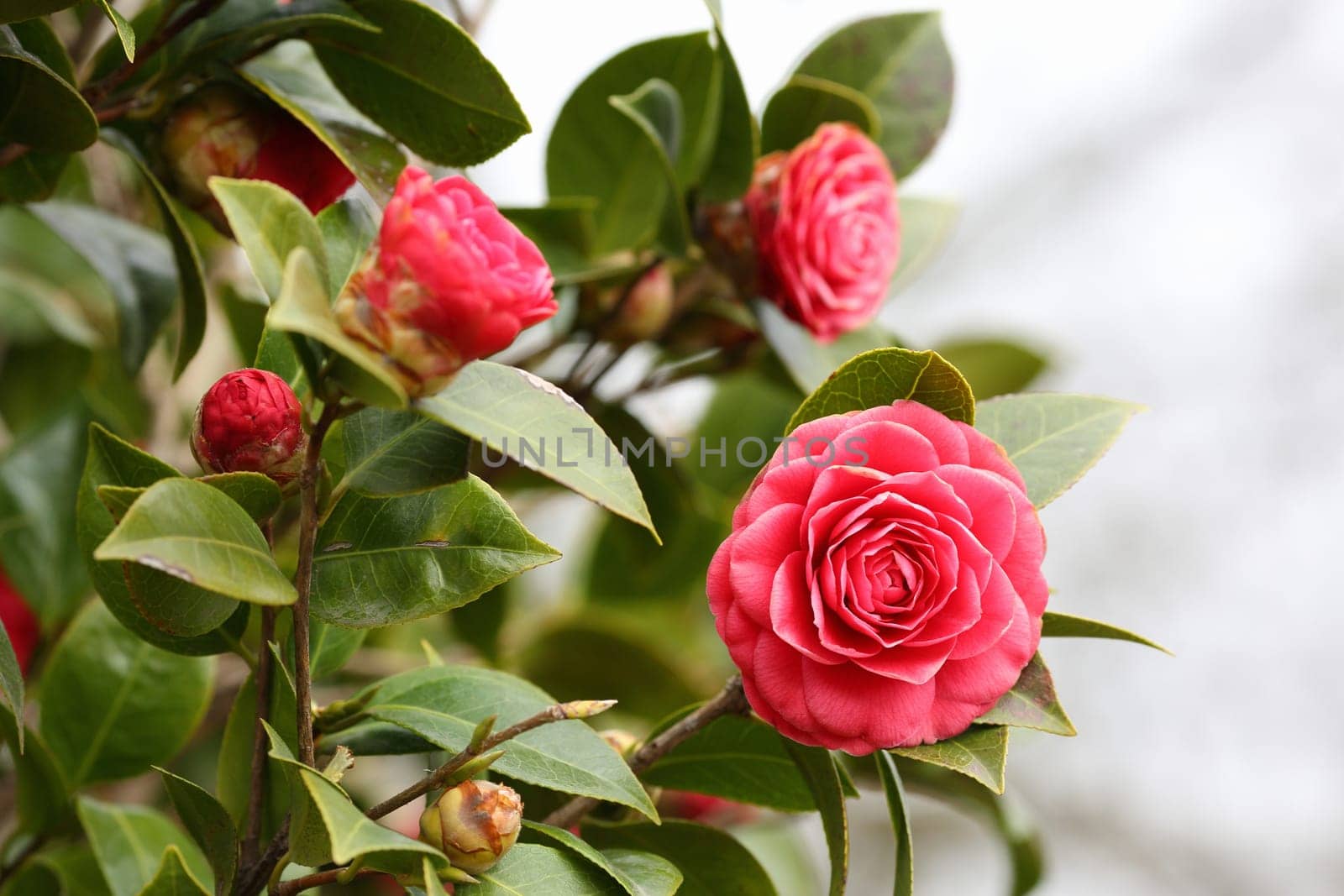 Details of a blossoming camellia branch in spring.
