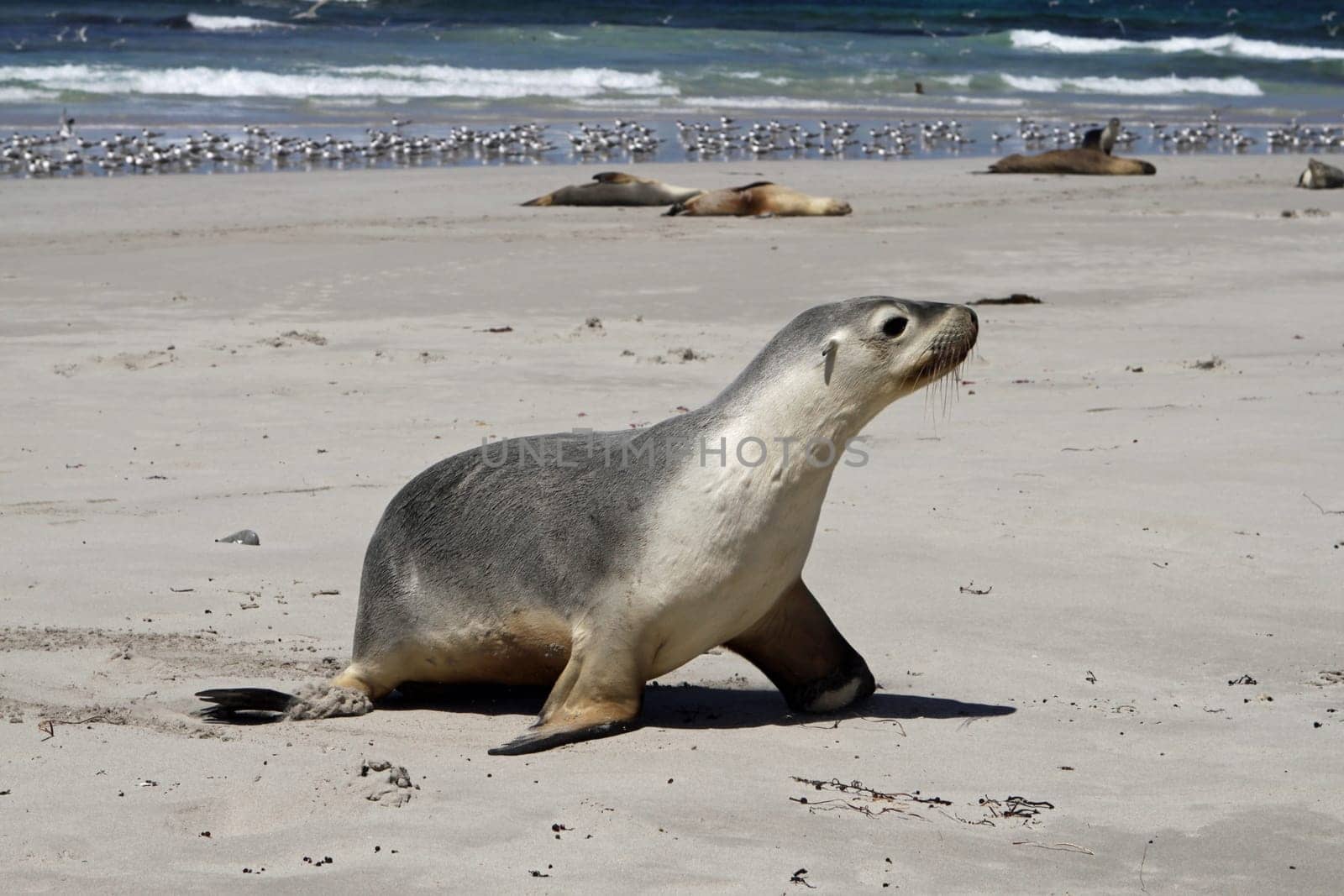 Australian sea lion on Kangaroo Island. South Australia