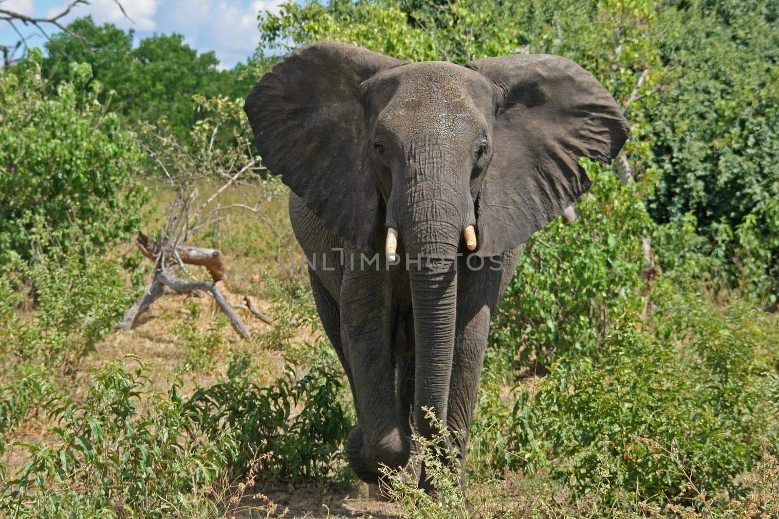 Elephant in Botswana. Africa