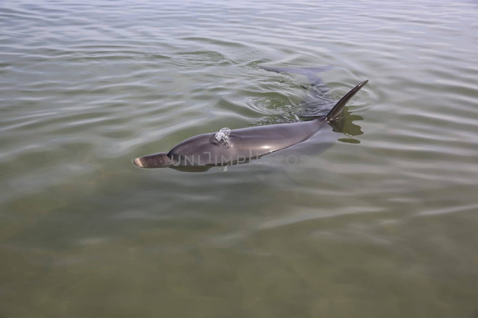 Dolphin in Western Australia