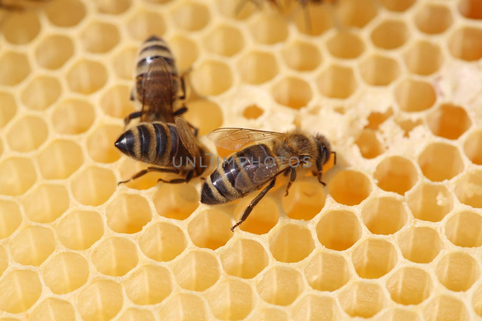 Bees