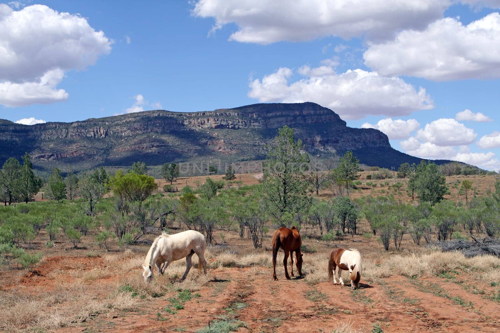 Wilpena Pound. South Australia