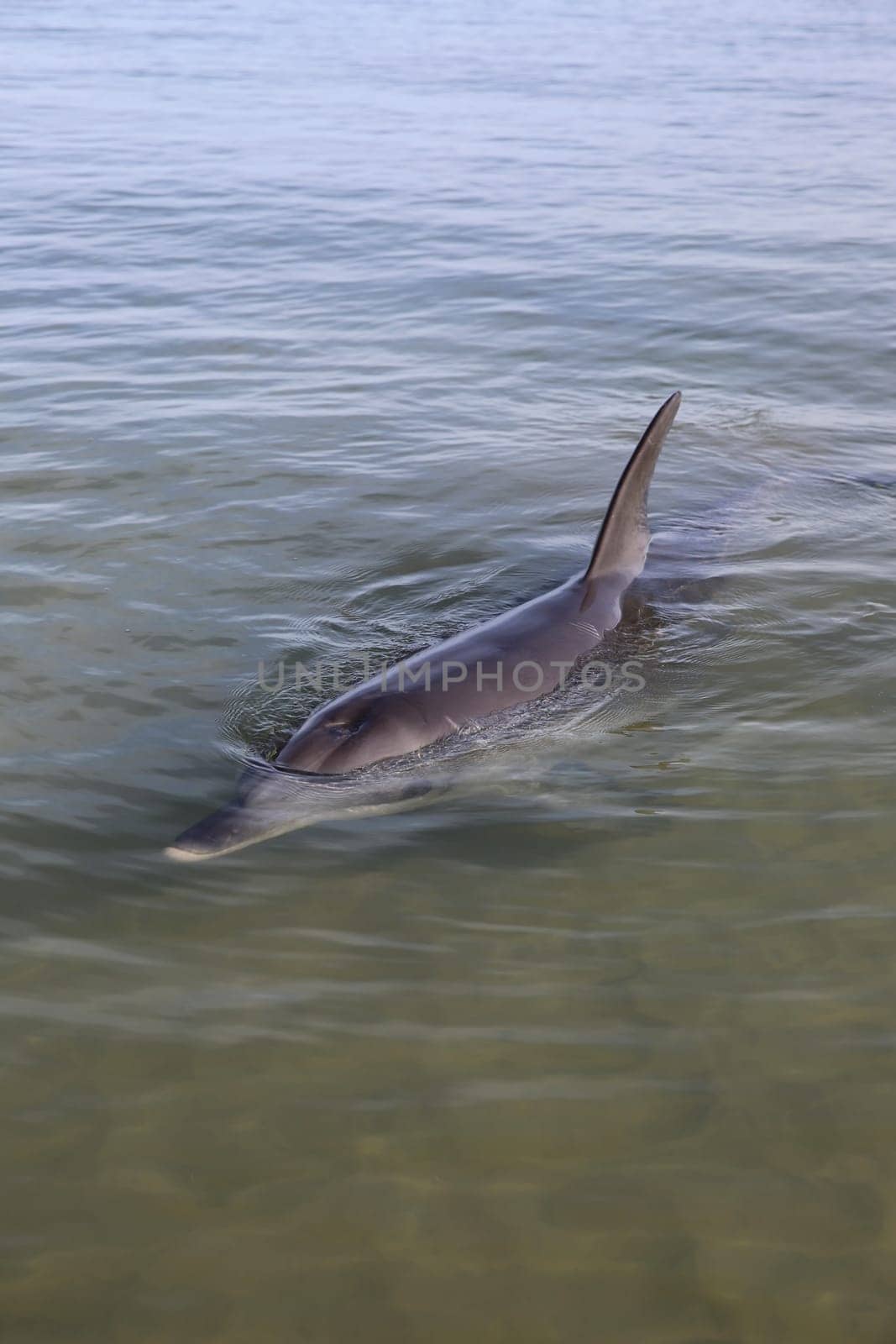 Dolphin in Western Australia