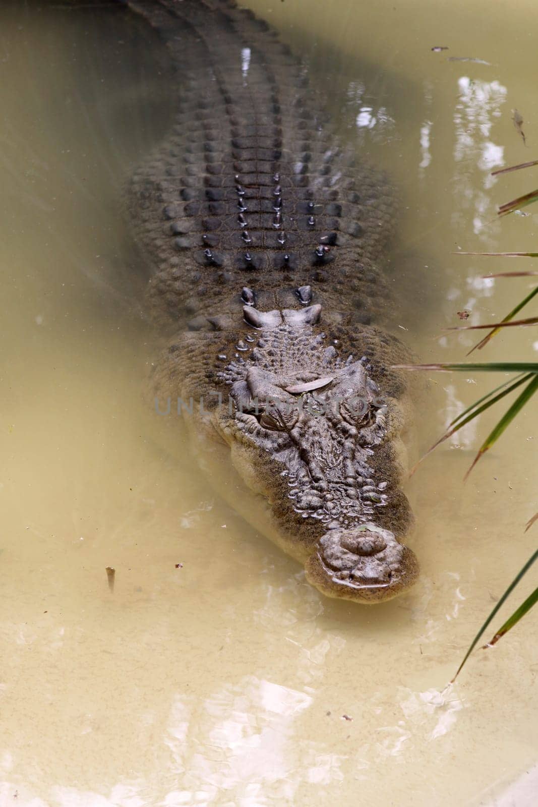 Saltie in Australia