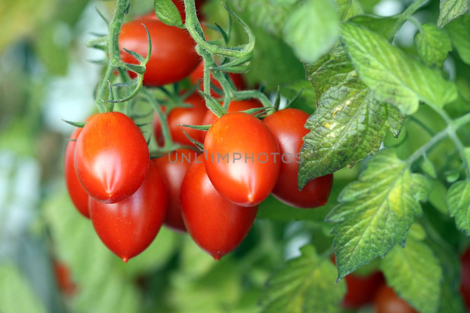 Roma Tomatoes