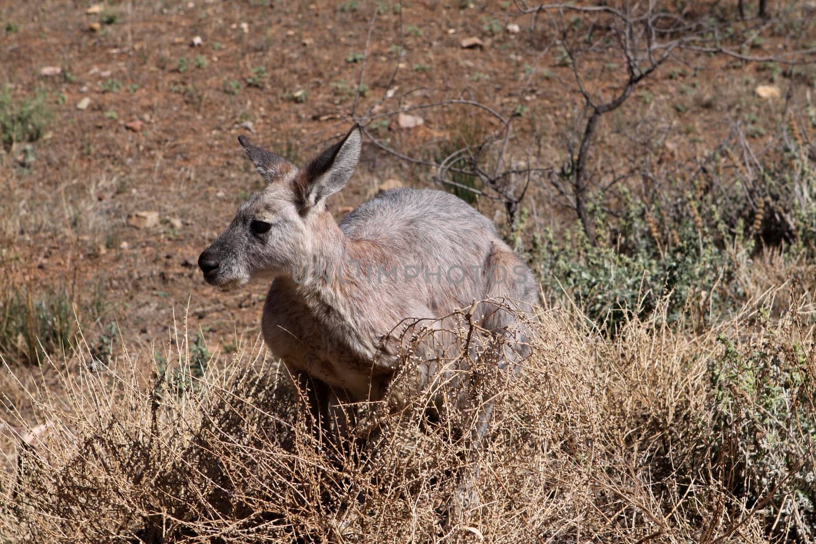Red kangaroo