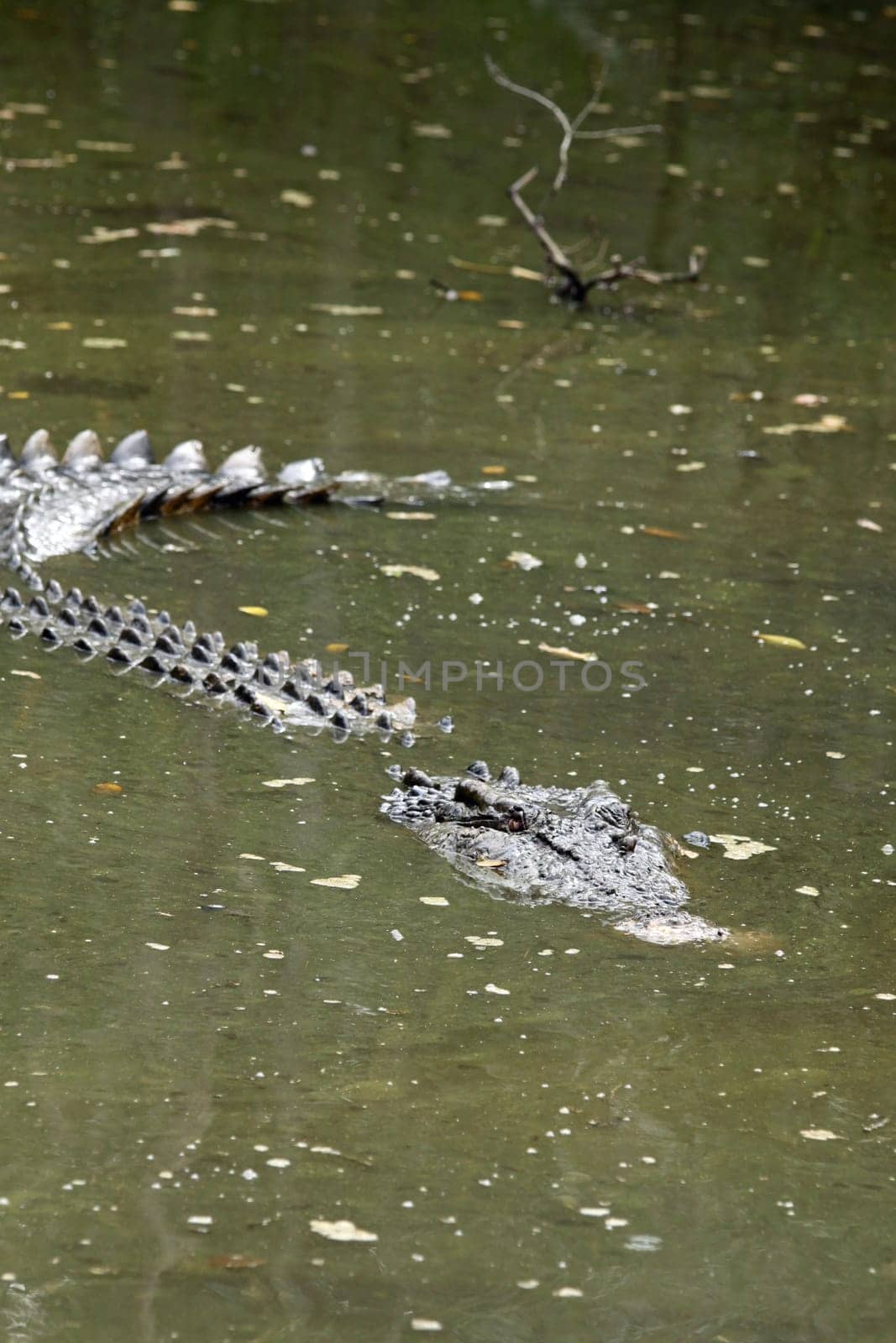 Freshwater crocodile in Australia
