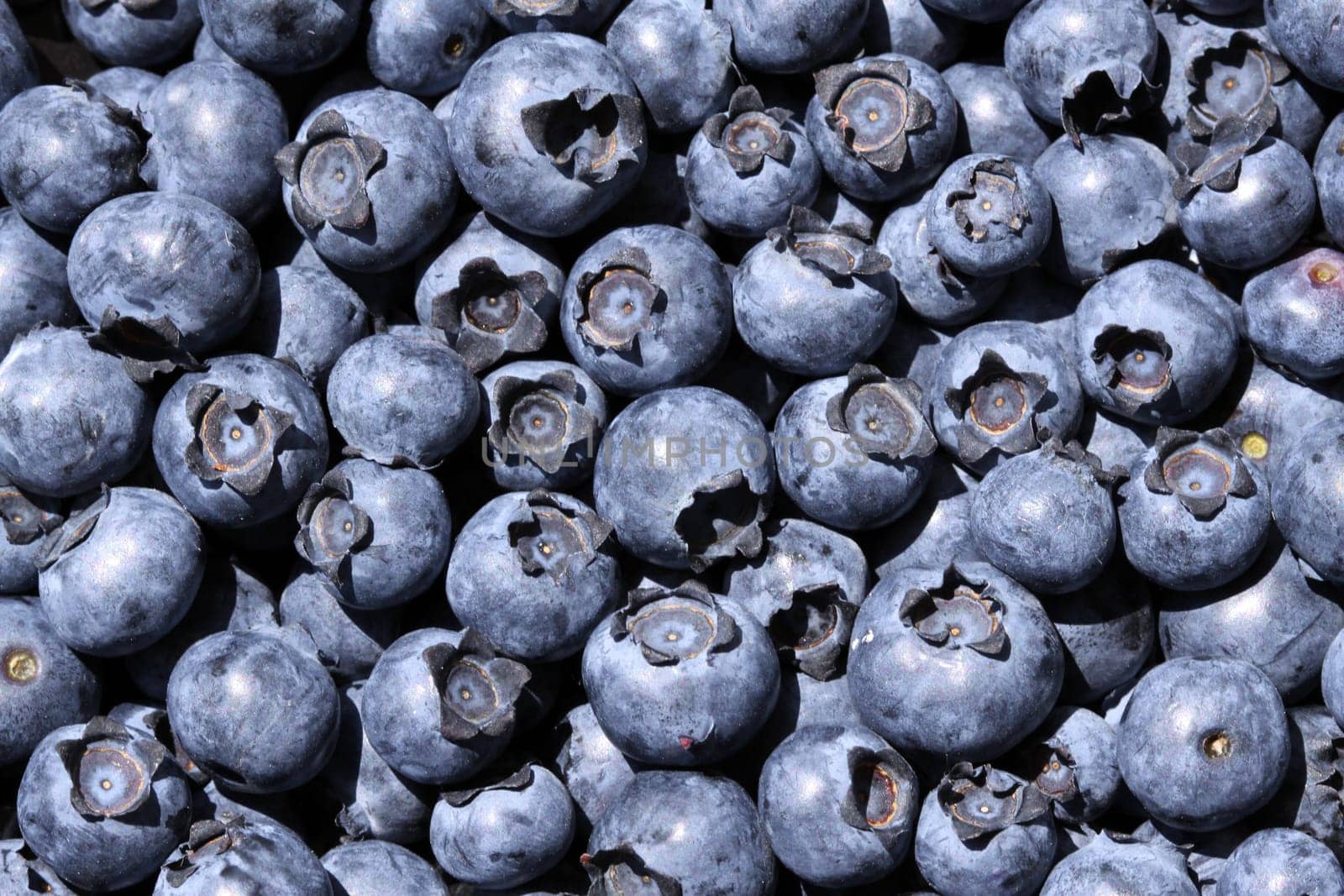 Blueberries
