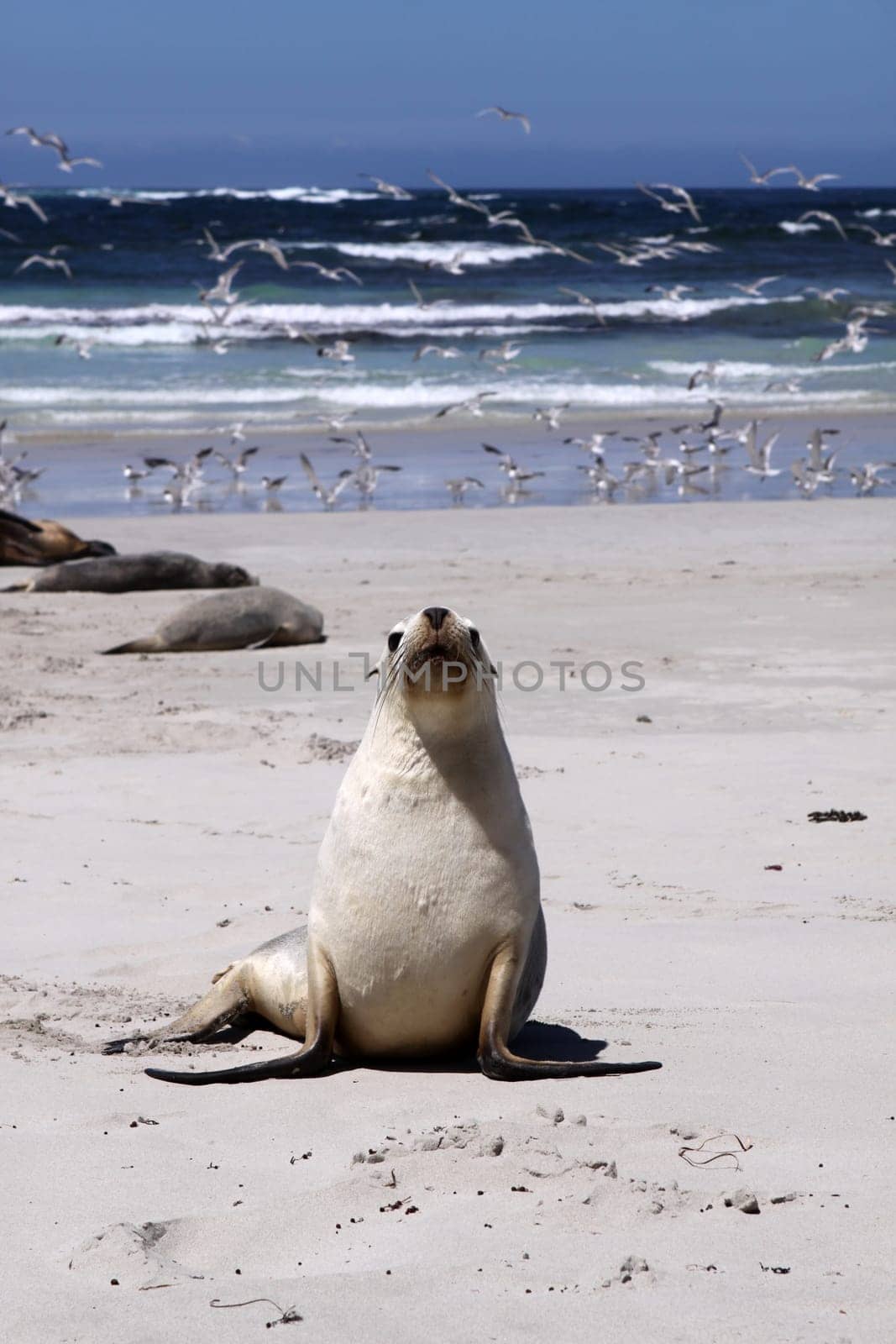 Australian sea lion on Kangaroo Island. South Australia