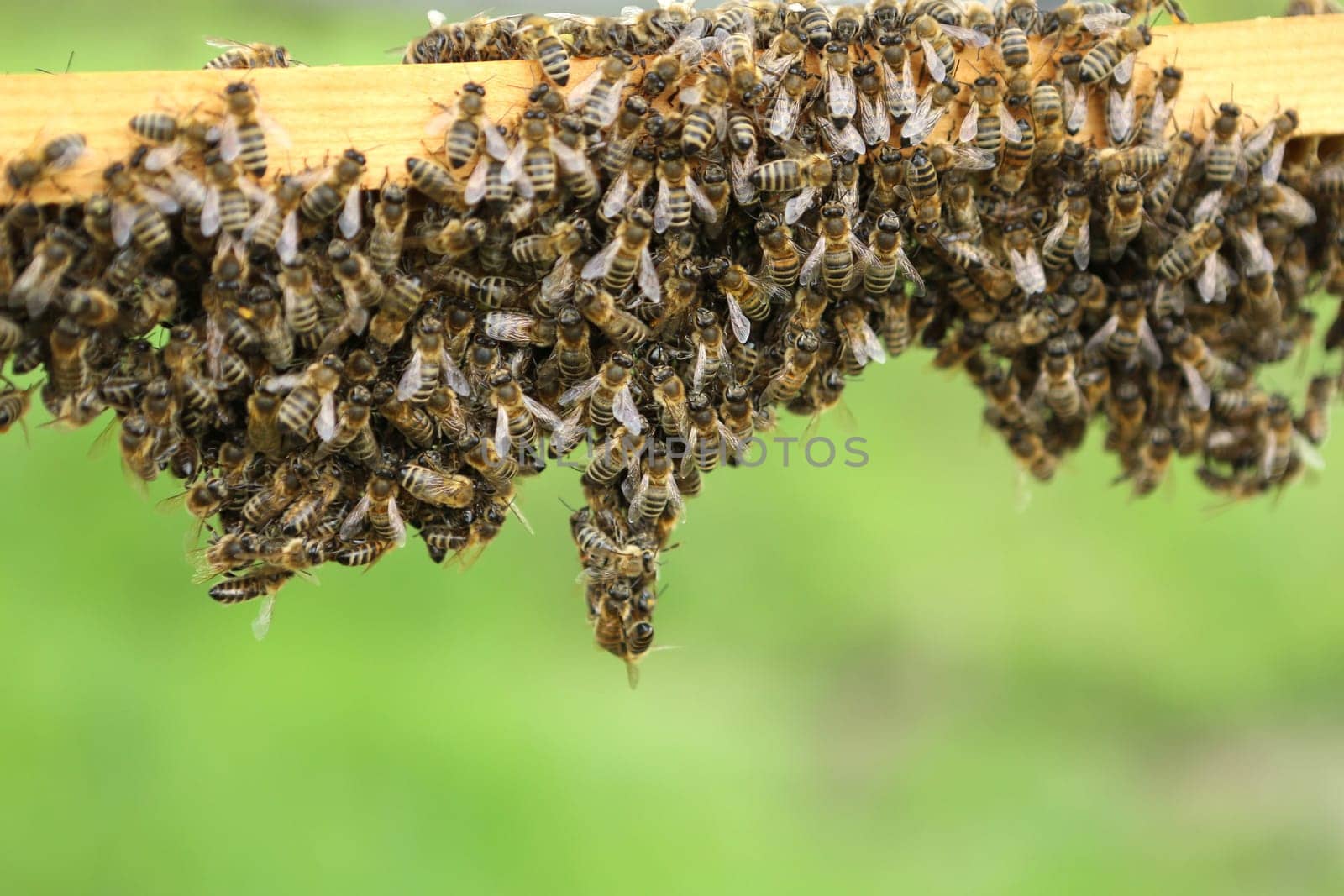 Bees