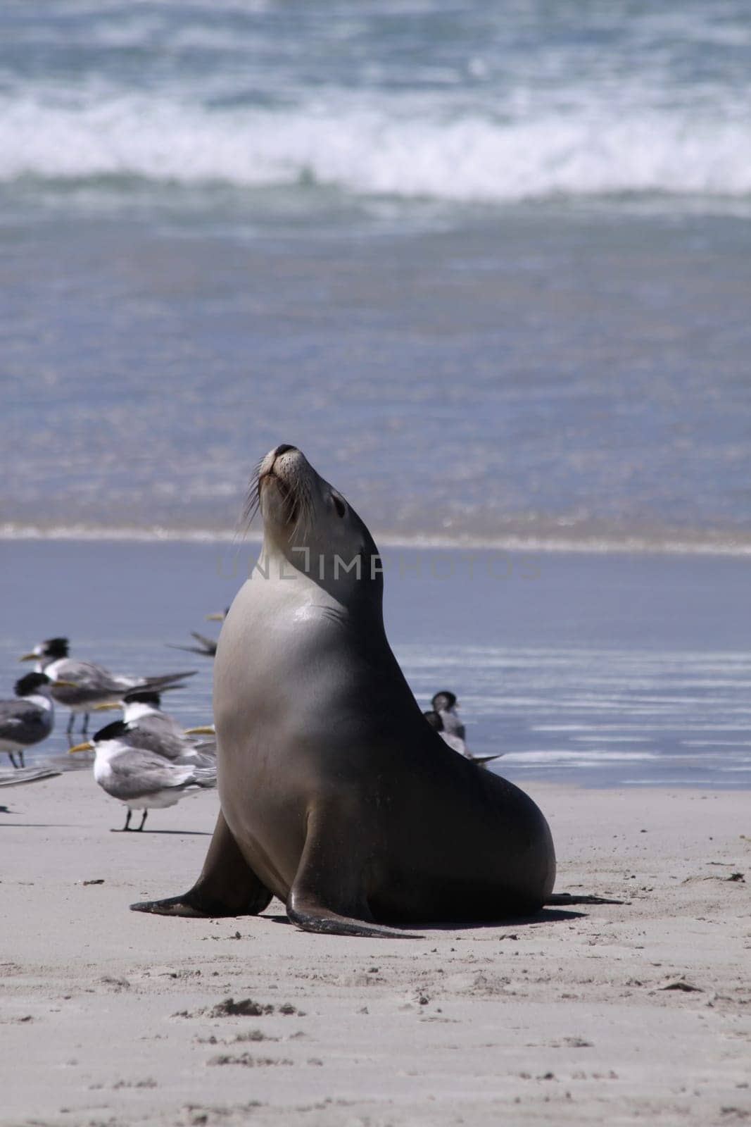 Australian sea lion on Kangaroo Island. South Australia