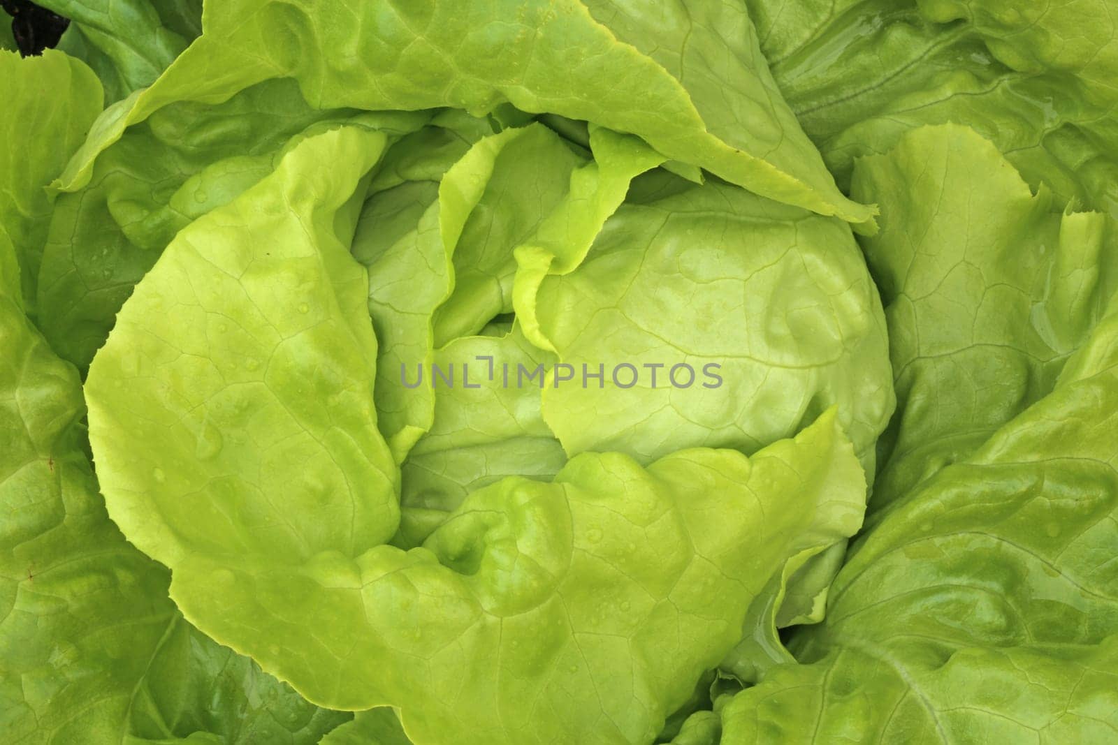Lettuce