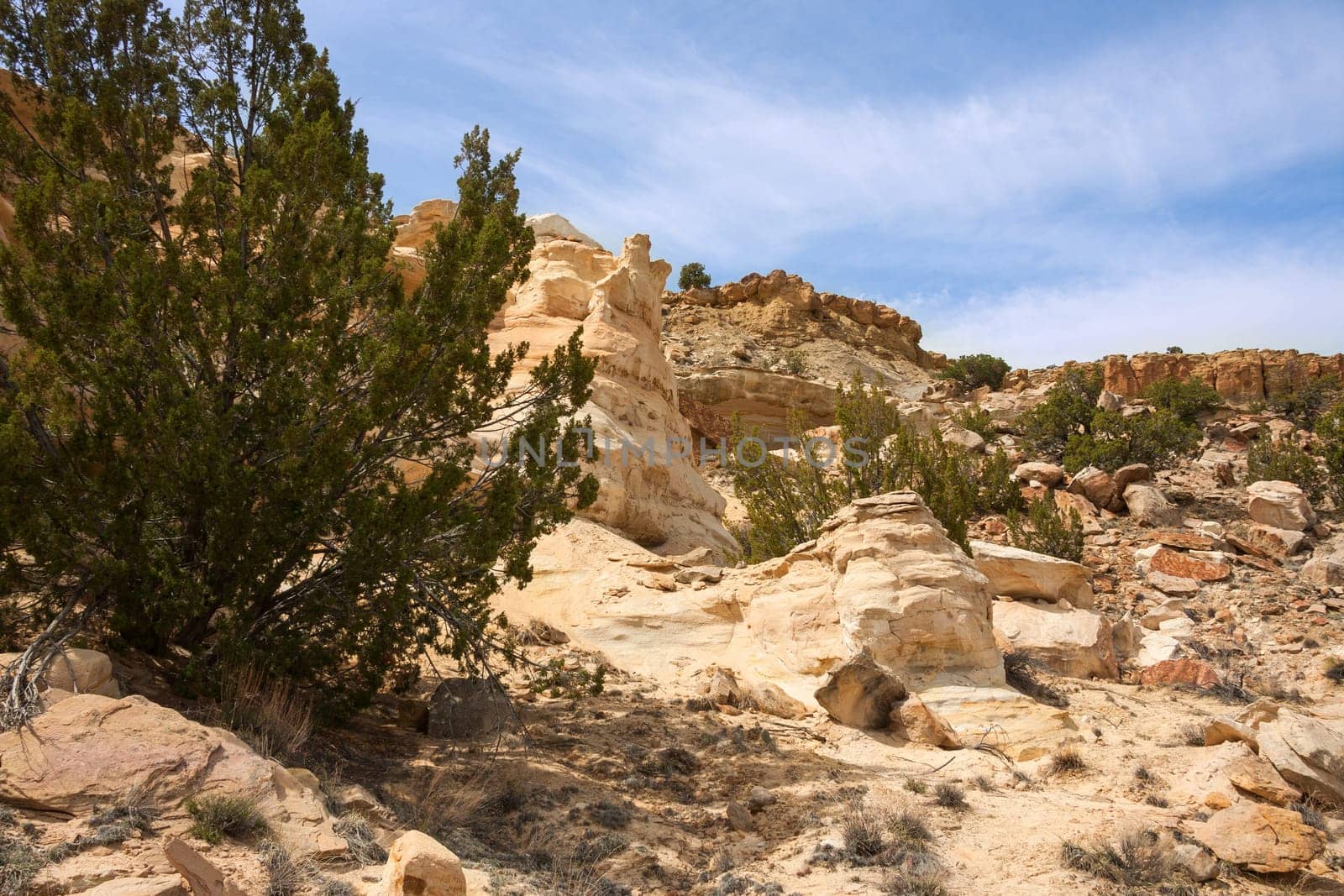 Junipers on colorful sandstone formations in Ojito Wilderness