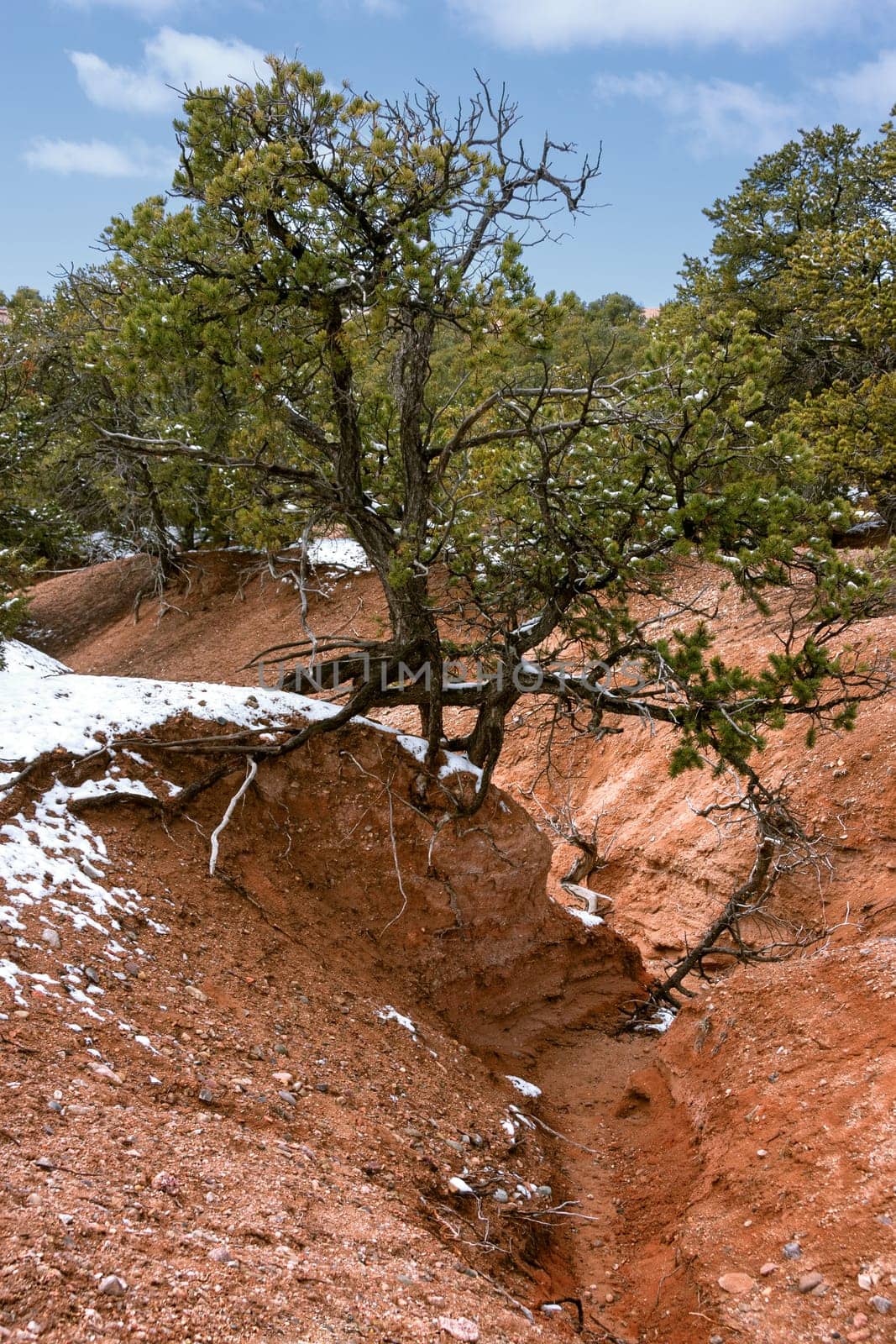 Juniper tree in the desert with some snow left in winter