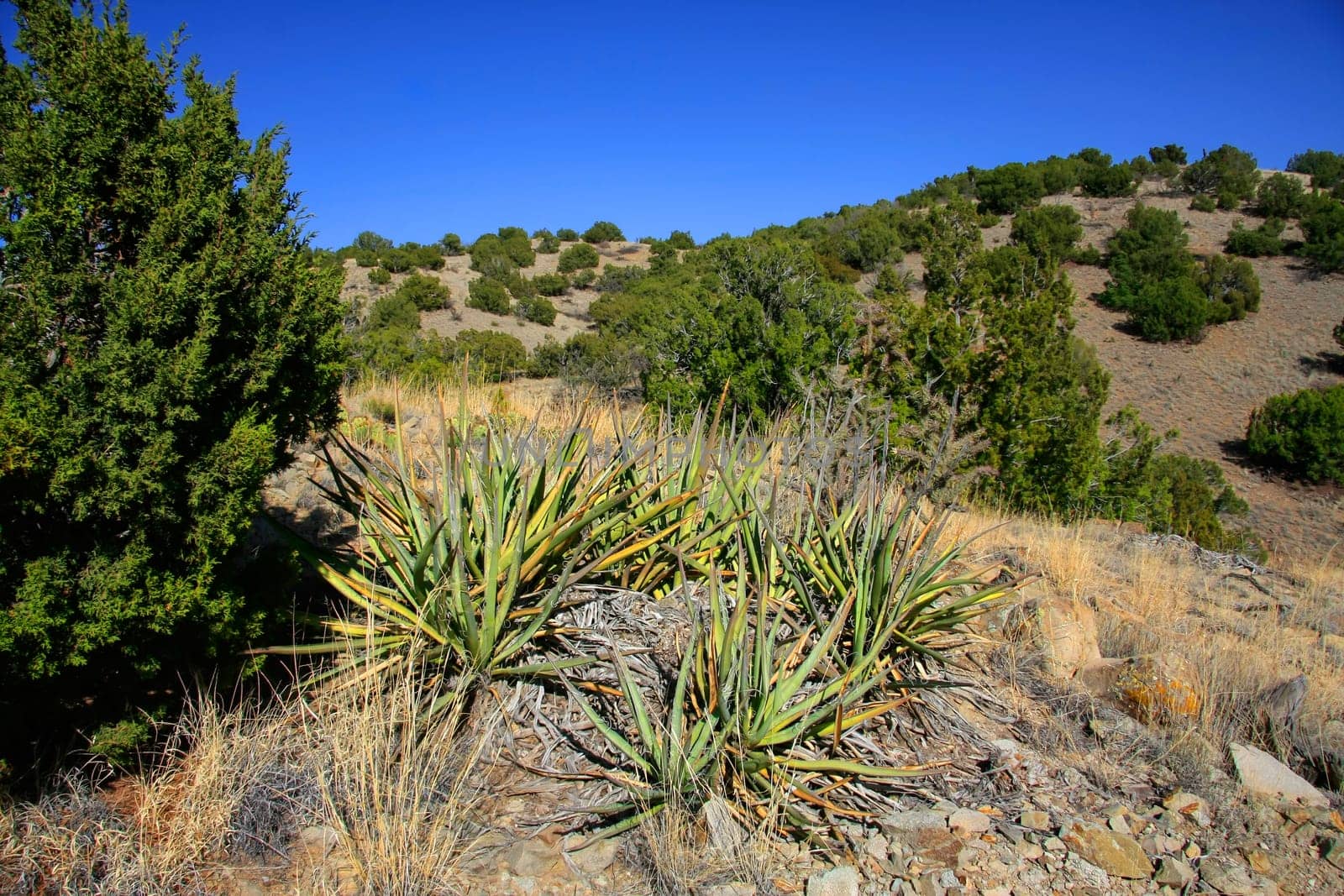 Junipers and banana yuccas in Cerillos Hills State Park