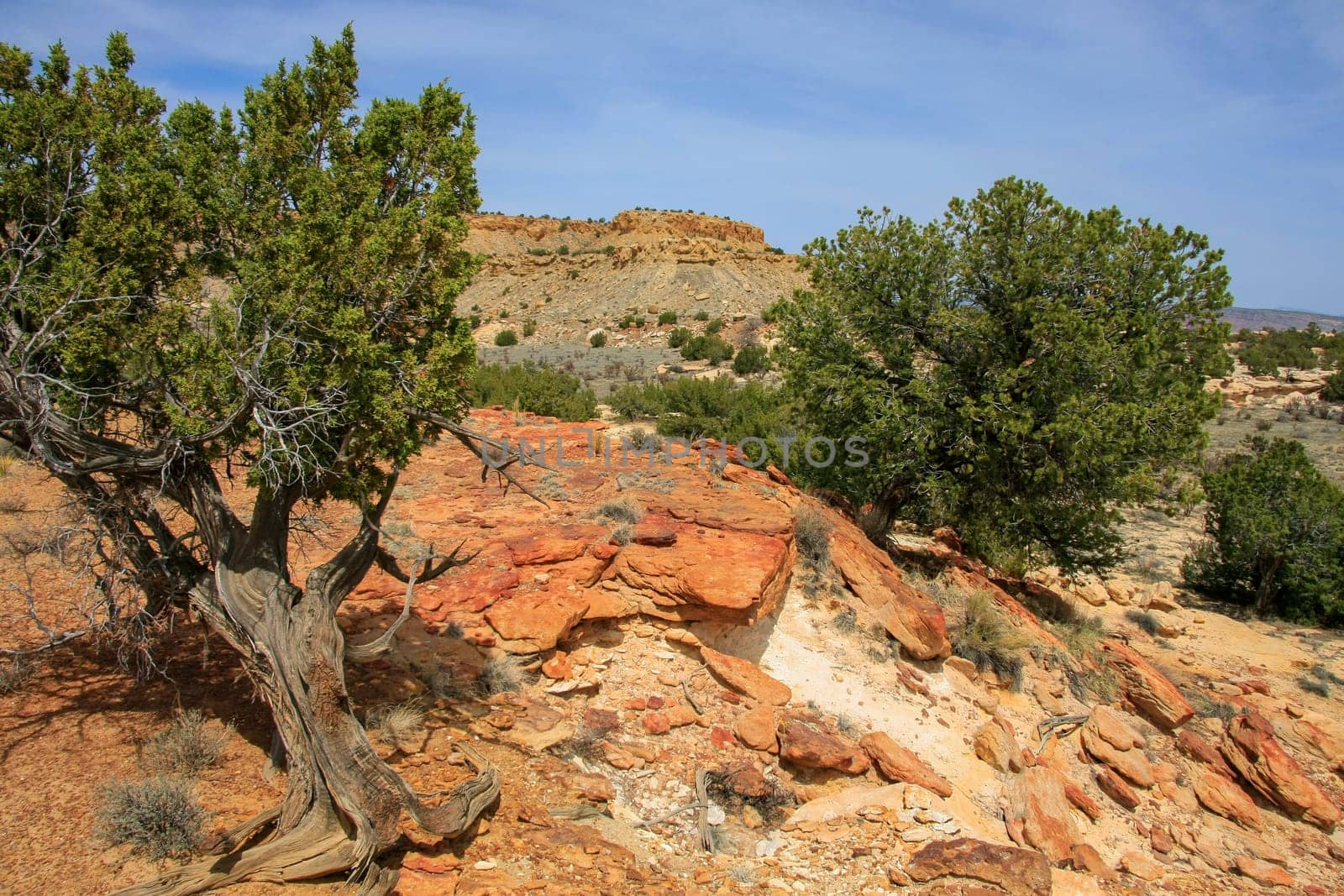 Junipers on colorful sandstone formations in Ojito Wilderness