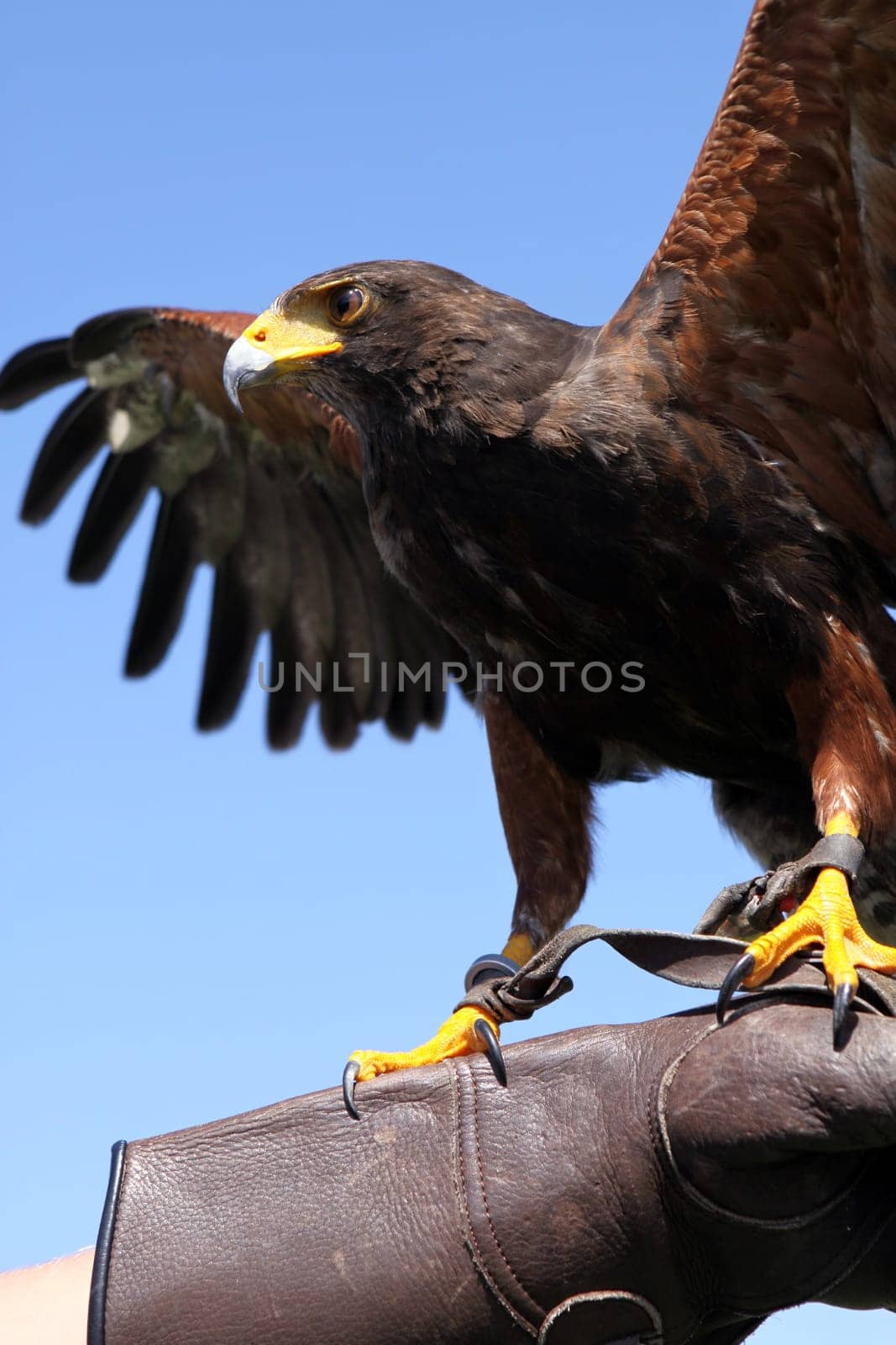 Desert Buzzard