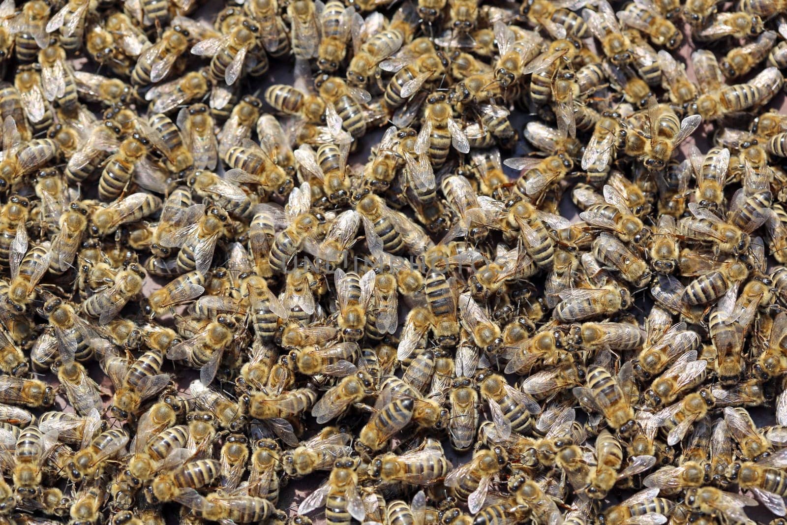 Bees