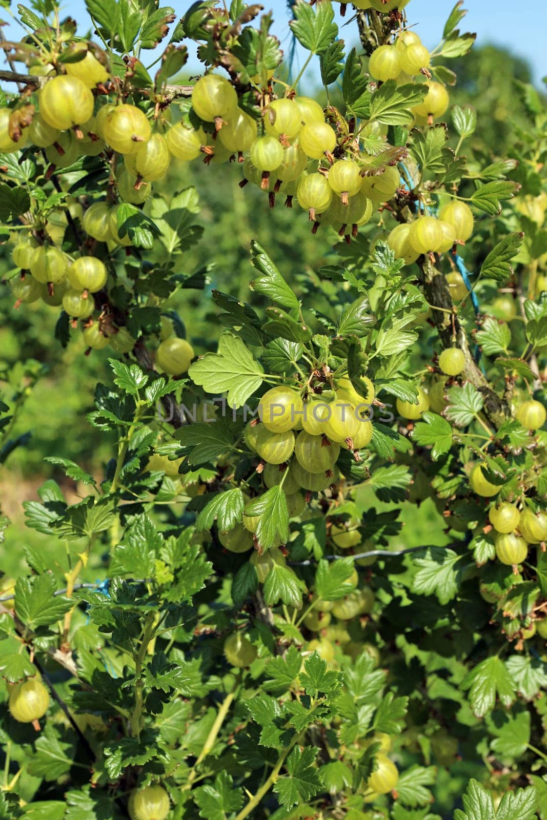 Gooseberries