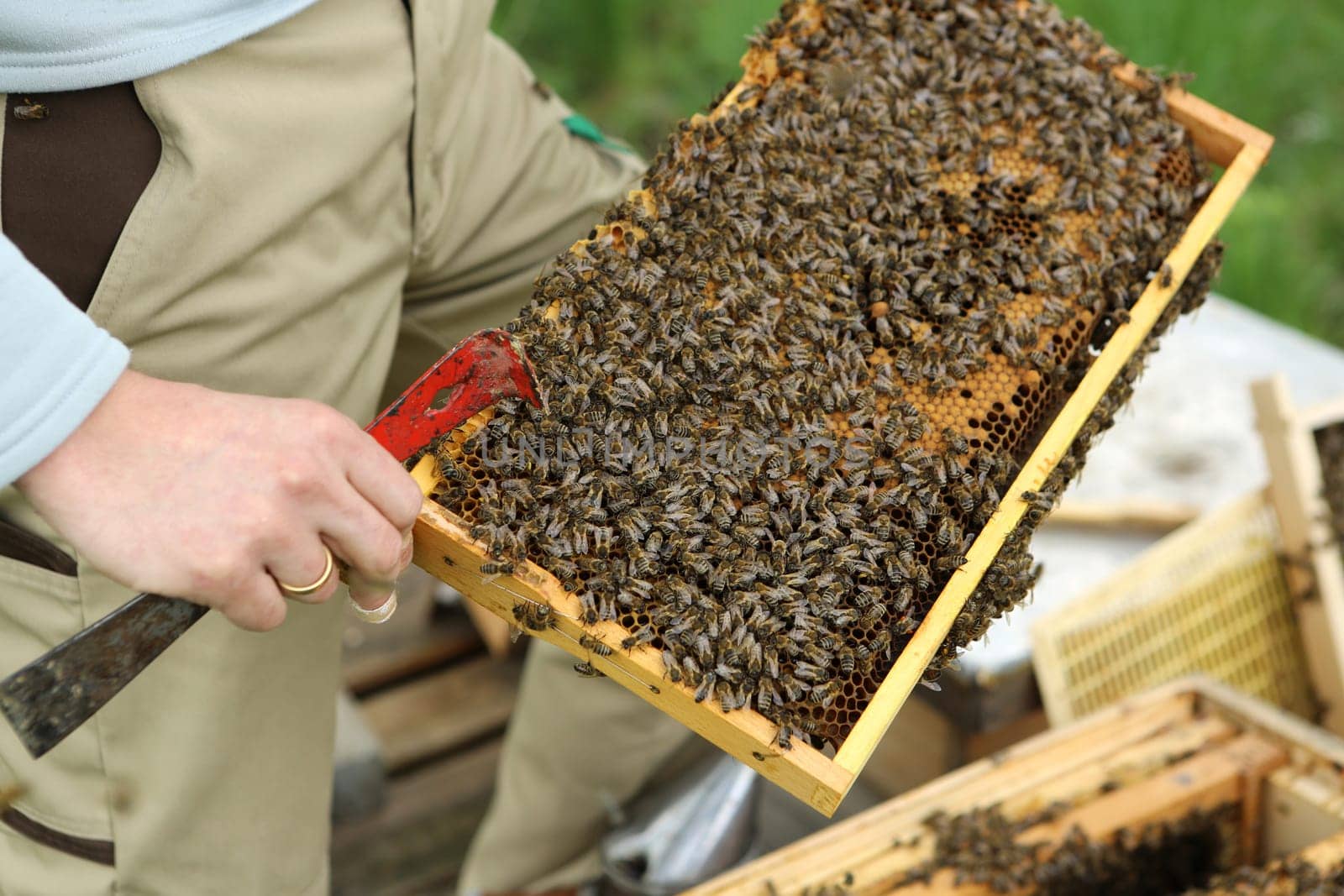 Bees