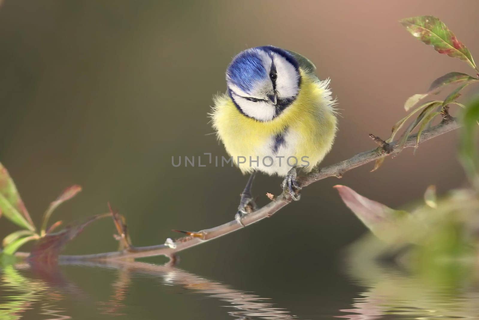 The blue (Cyanistes caeruleus,Syn. Parus caeruleus)